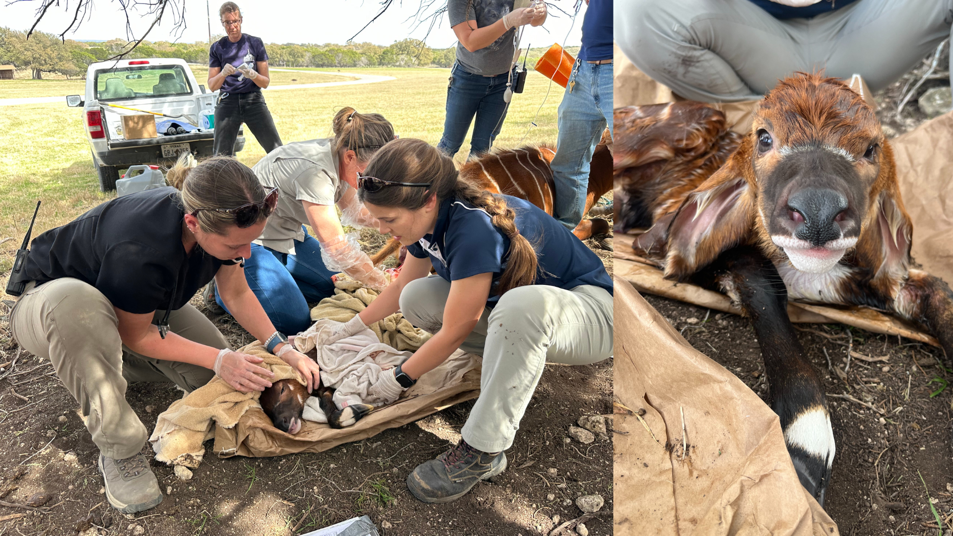Two different photos next to each other. On the left side, veterinarians are assisting a bongo to give birth. On the right side is a photo of a healthy bongo calf.