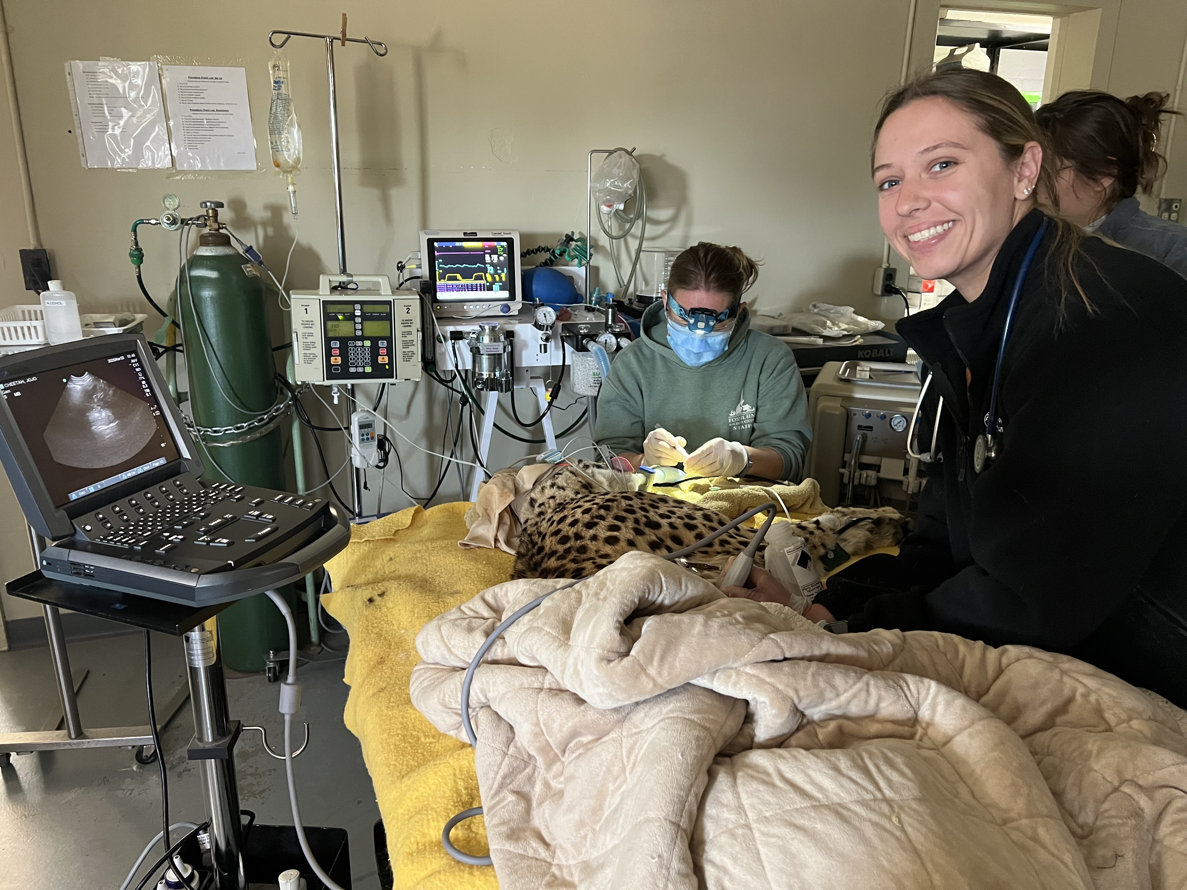 Erica is smiling at the camera as she stands over a cheetah that is under anesthesia while performing an echocardiogram.