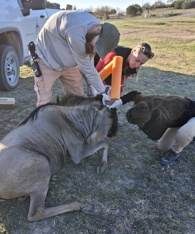 A wildebeest is sedated and laying on the ground as three people examine it.