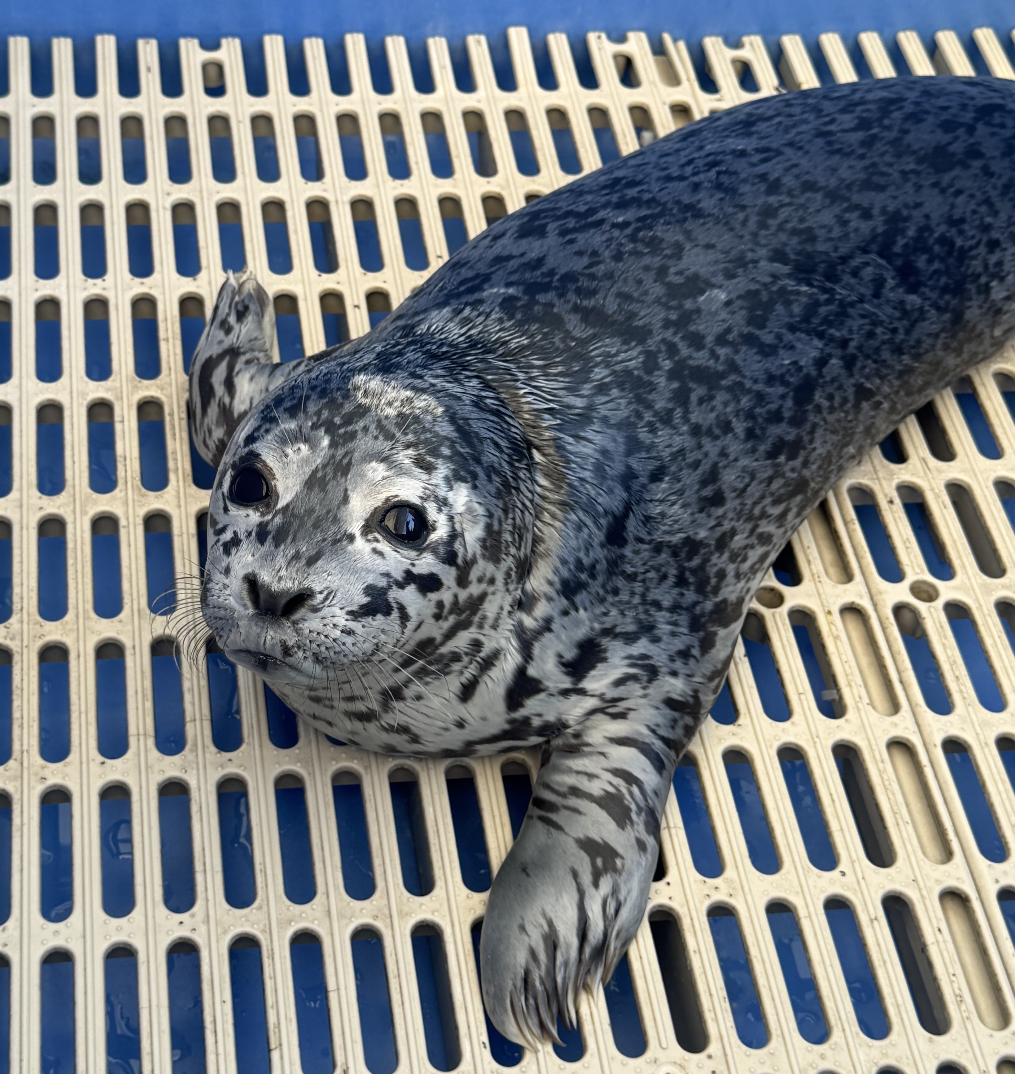 A grey and white seal looks up at the camera.