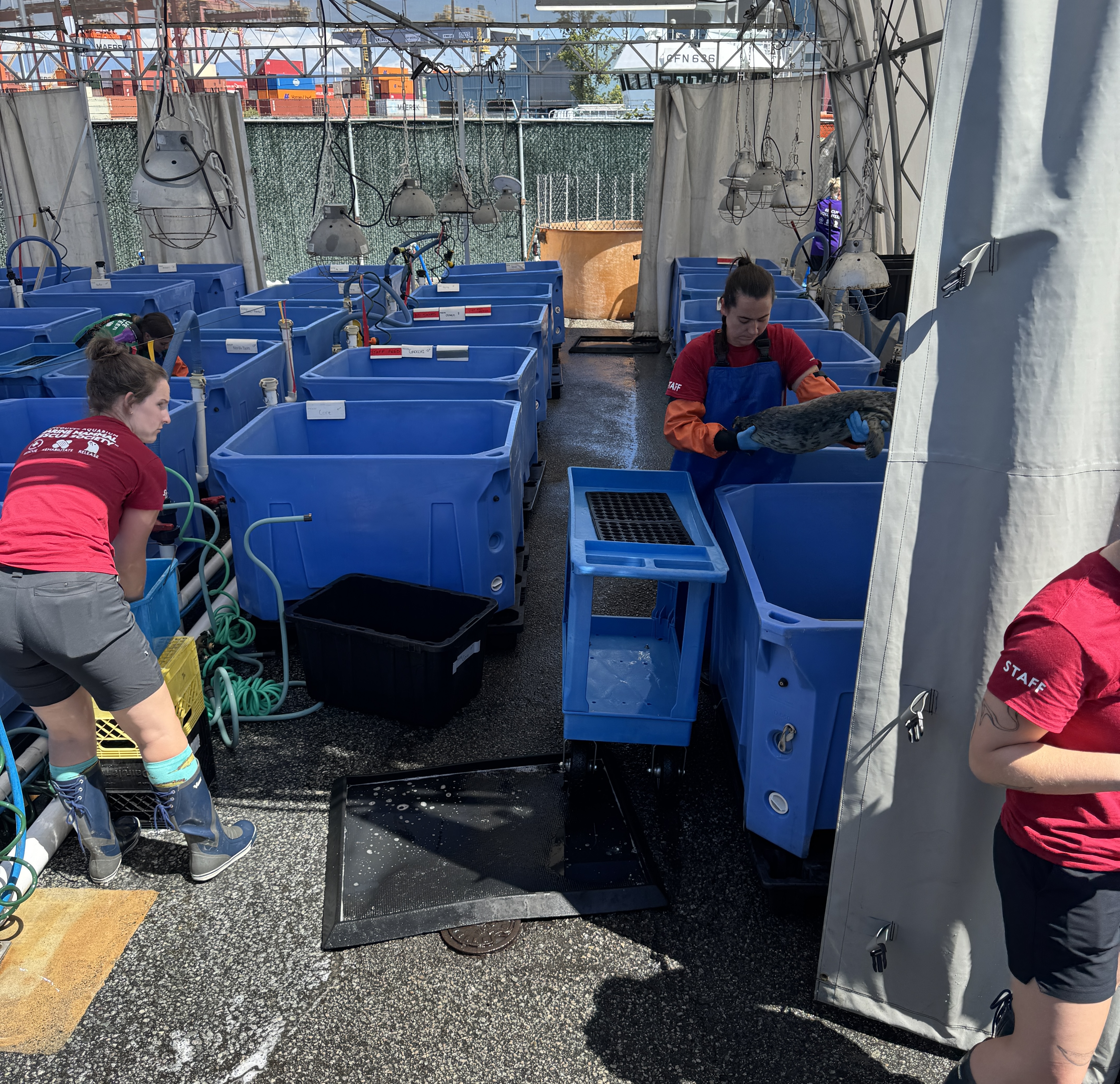 Two people wearing red shirts and rubber boots work with large blue water tanks in an outdoor facility. The tanks are arranged in rows under a metal frame structure with ropes and hoses visible. One person is leaning over a tank, while another handles equipment near the tanks. The ground is wet, and the background shows fencing and industrial elements.