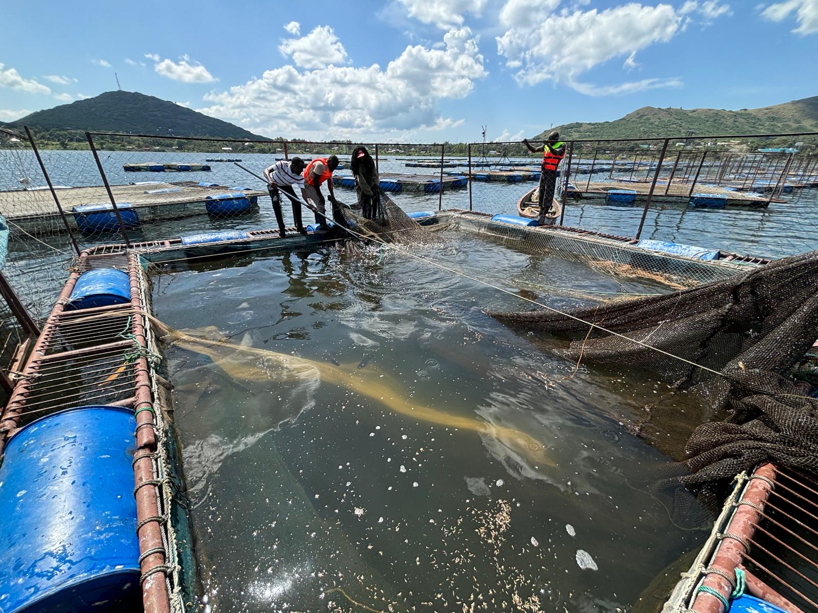 Four people work around a large floating fish cage in a lake, using nets to capture or manage fish. The cage is supported by blue plastic barrels, and surrounding hills and a partly cloudy sky are visible in the background.