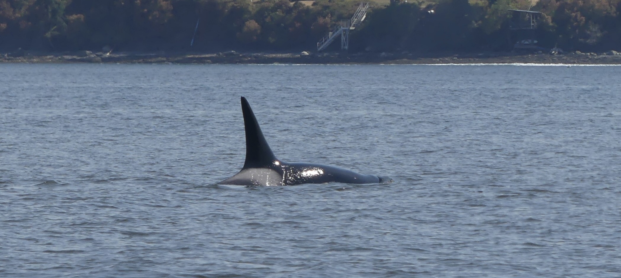 The fin of a black whale is visible over the water.