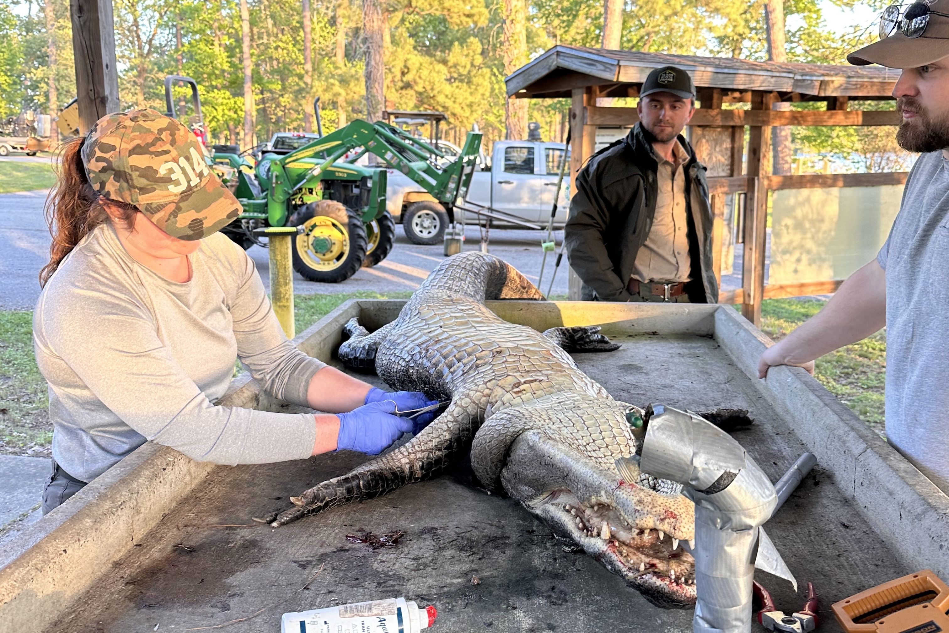 Three people surrounding a table with an alligator cadaver, in the field.