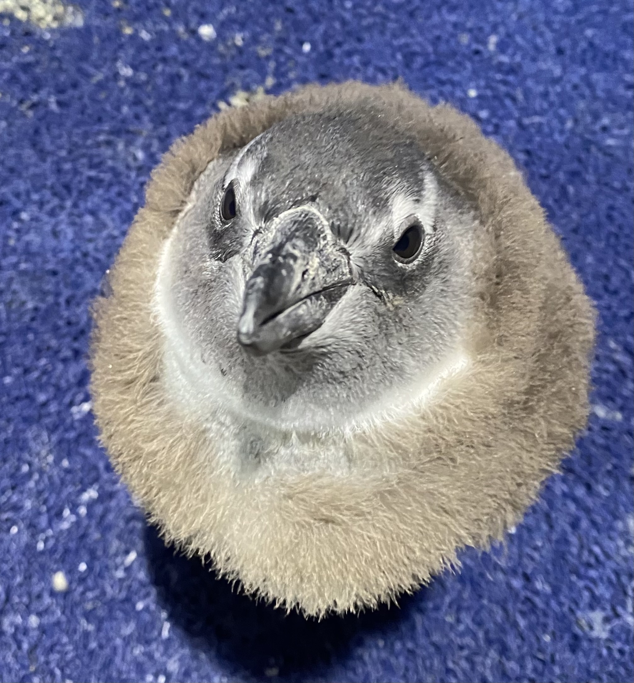 A grey African penguin chick looking up at the camera.