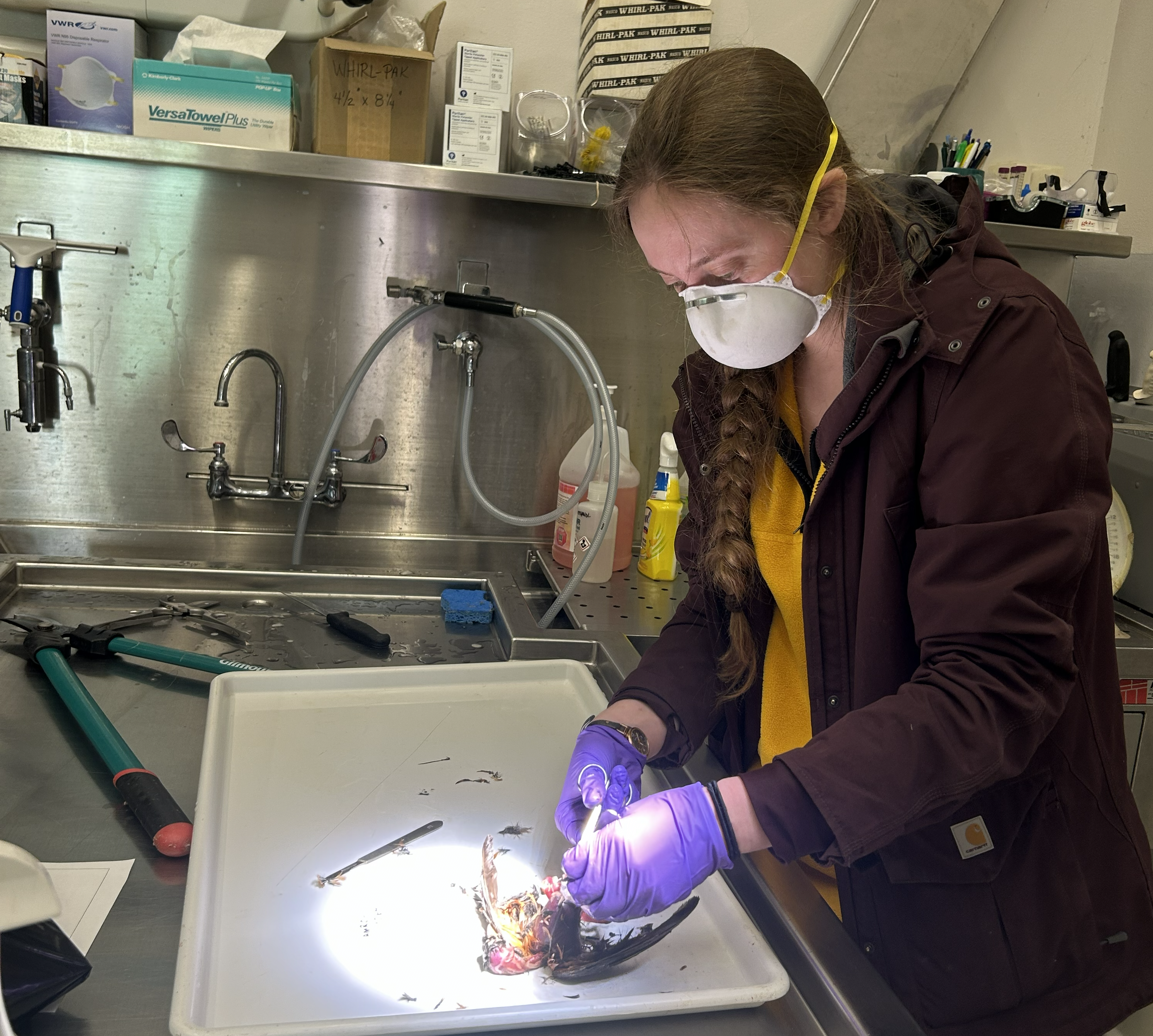 Amanda is wearing a mask and gloves while examining a bird on a steel table.