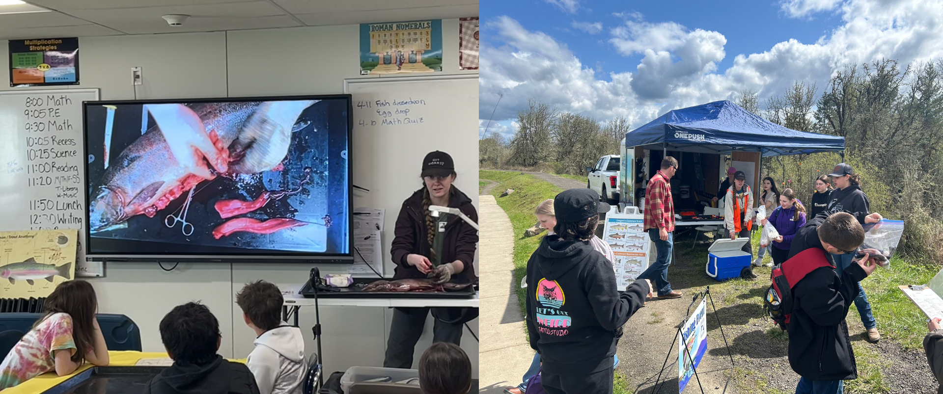 A split image showing two educational scenes. On the left, a classroom with students seated at tables watching a large screen that displays a close-up of a fish being dissected, with visible tools and internal parts. On the right, an outdoor setup under a blue canopy tent where several people gather around a table with informational materials and fish specimens, with grassy terrain and trees in the background under a partly cloudy sky.