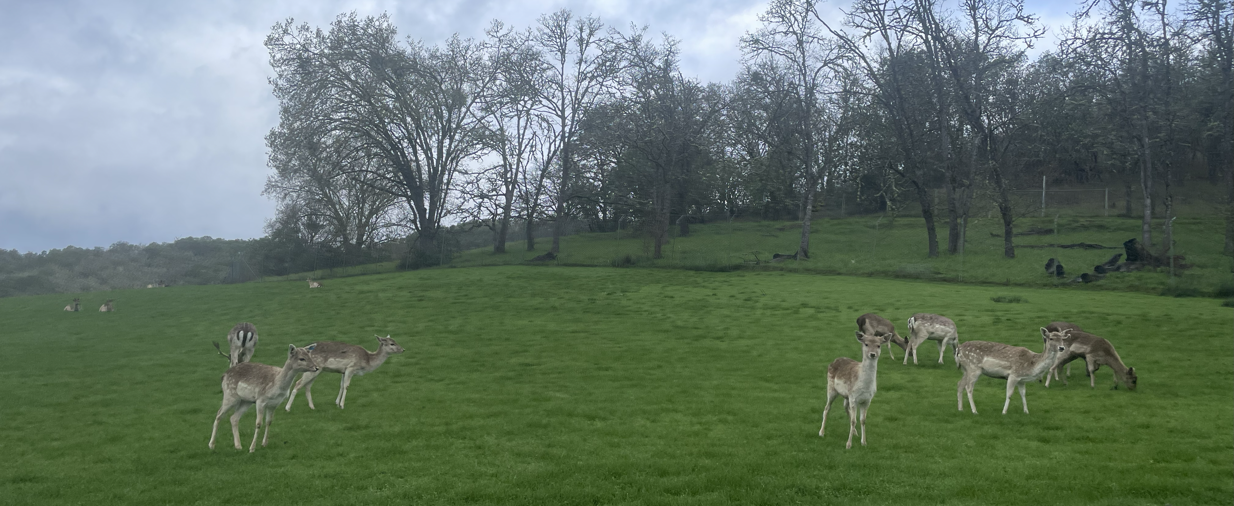 A fallow deer herd standing on a grassy hillside.
