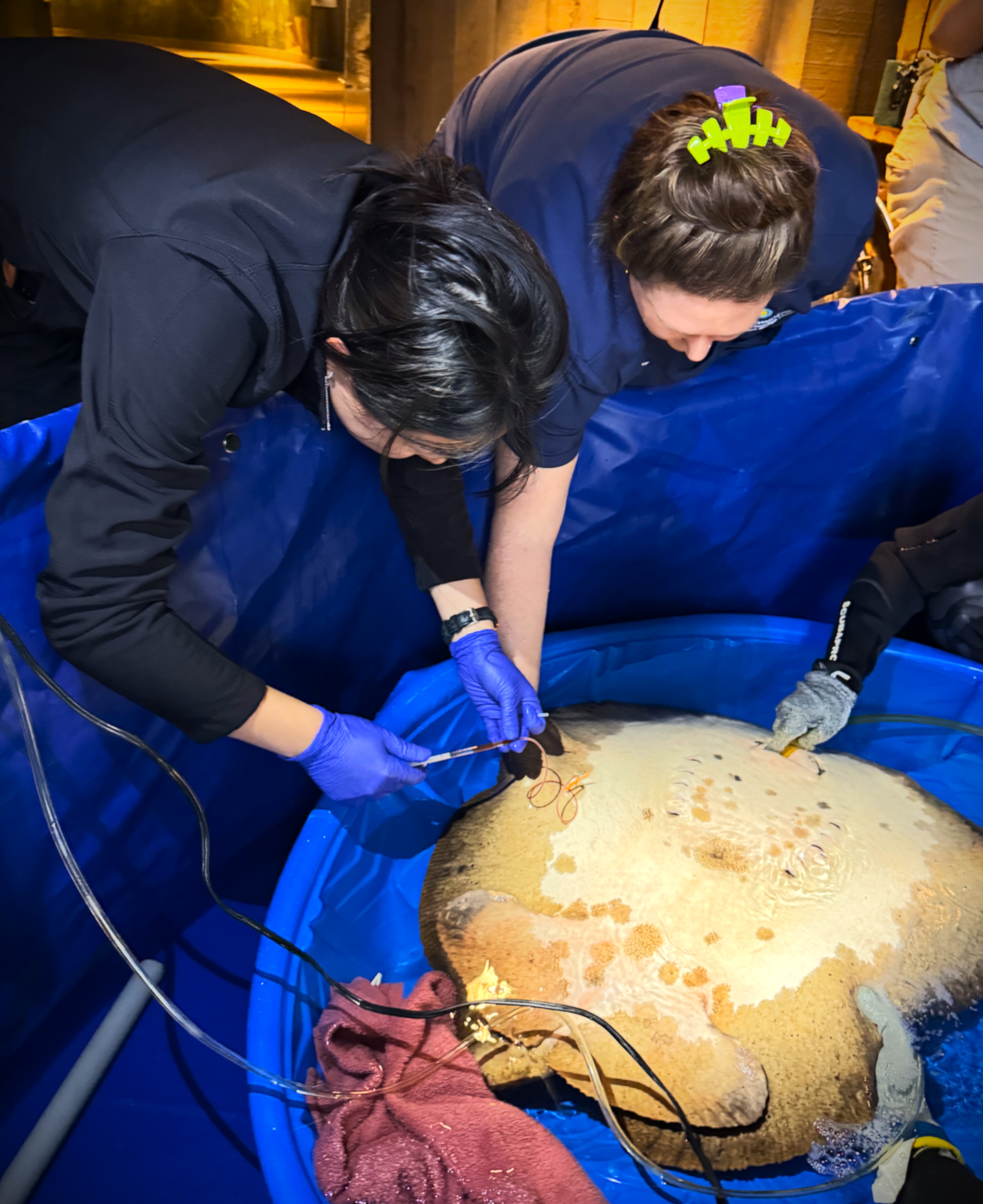 Two medical professionals drawing blood on a stingray that is in a small blue plastic pool.