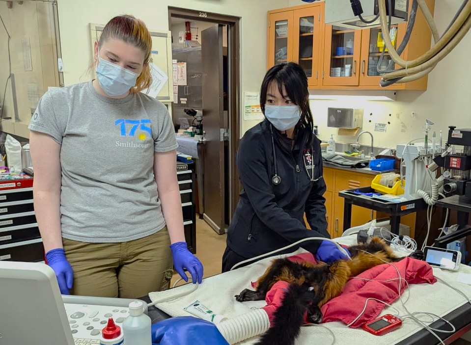 Christine and one other  veterinary team member in masks and gloves perform an exam on a sedated lemur in a clinic, using medical equipment on a treatment table.