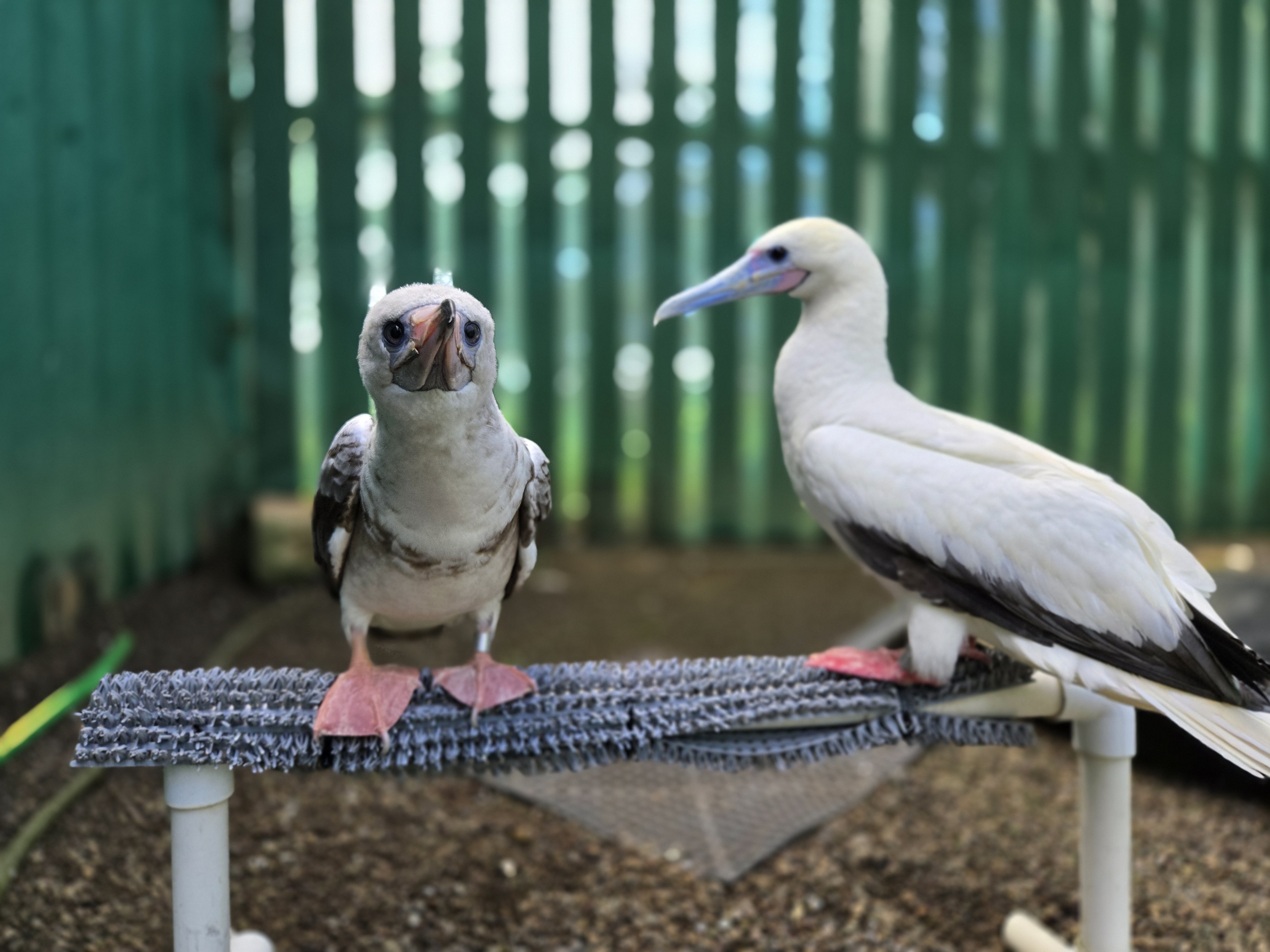 Two red-footed boobies perched on a piece of PVC pipe in an enclosure.