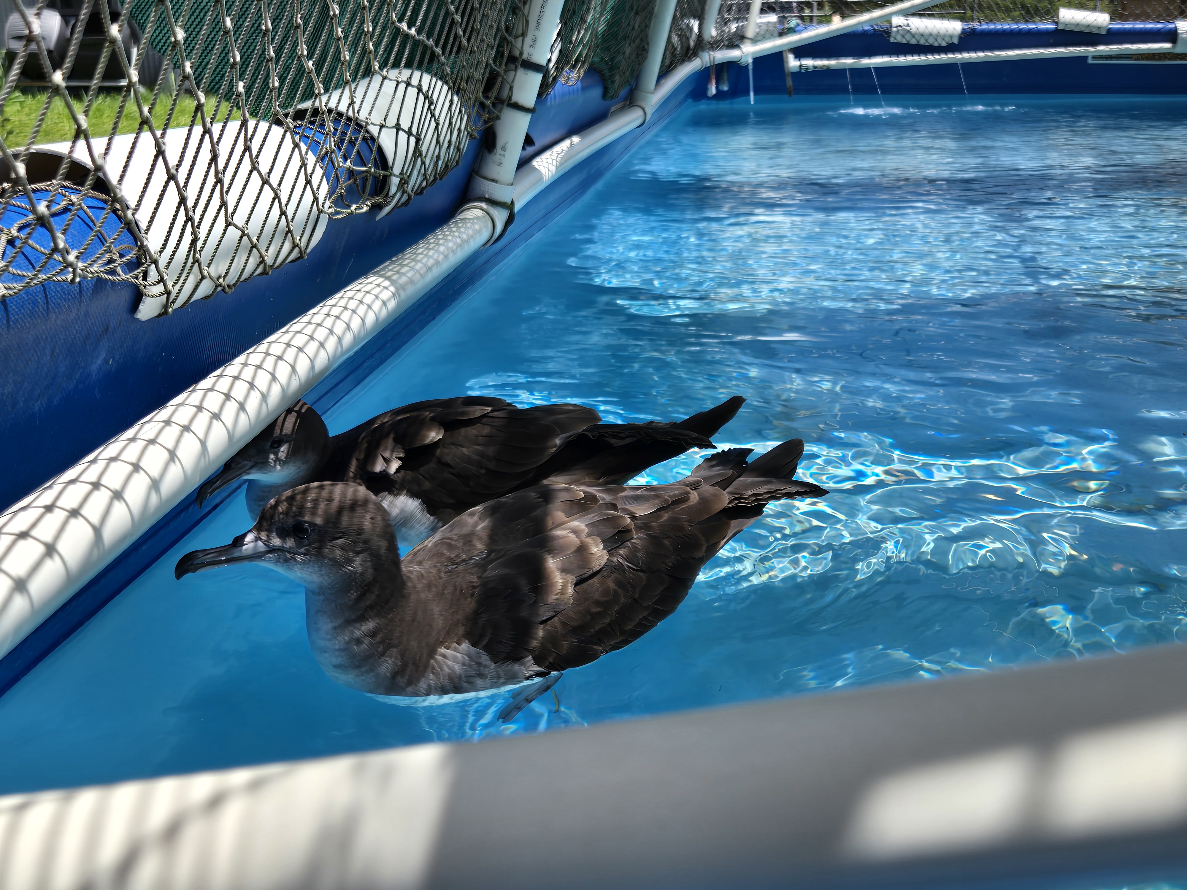 Two wedge tail shearwaters swimming in a enclosed pool.