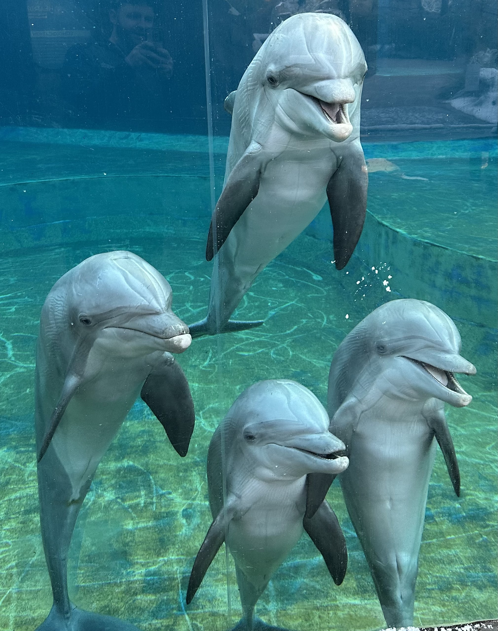 Four dolphins together in an aquarium.