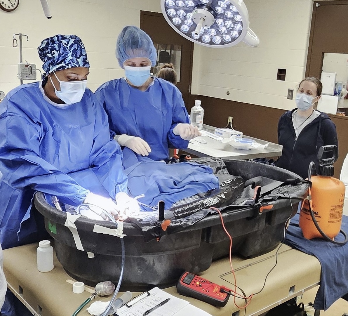Veterinary surgeons in blue sterile gowns and masks perform a procedure on an electric eel in a black tub on an operating table under bright surgical lights. Medical tools, tubing, and monitoring equipment surround the setup, while a person observes in the background.
