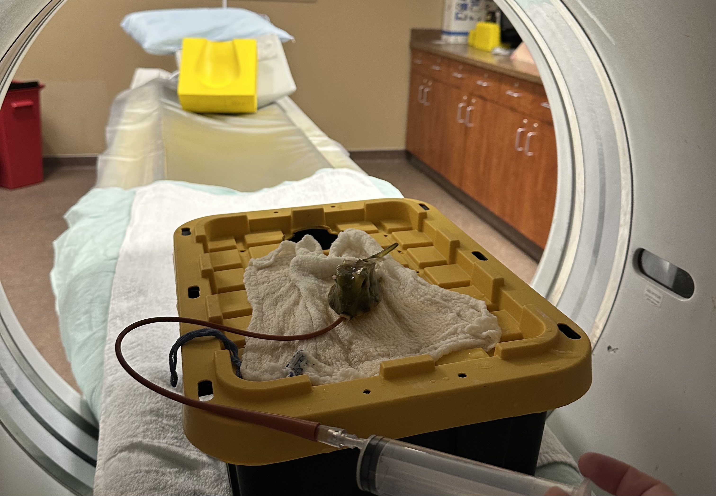 A longhorn clownfish laying on top of a plastic tote with a wet towel laying on top of it, in a CT machine.