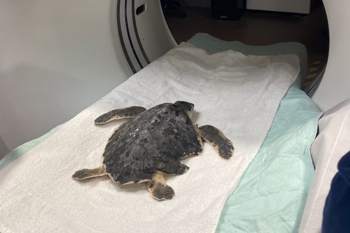 A sea turtle laying on a table at the entrance of a CT machine.