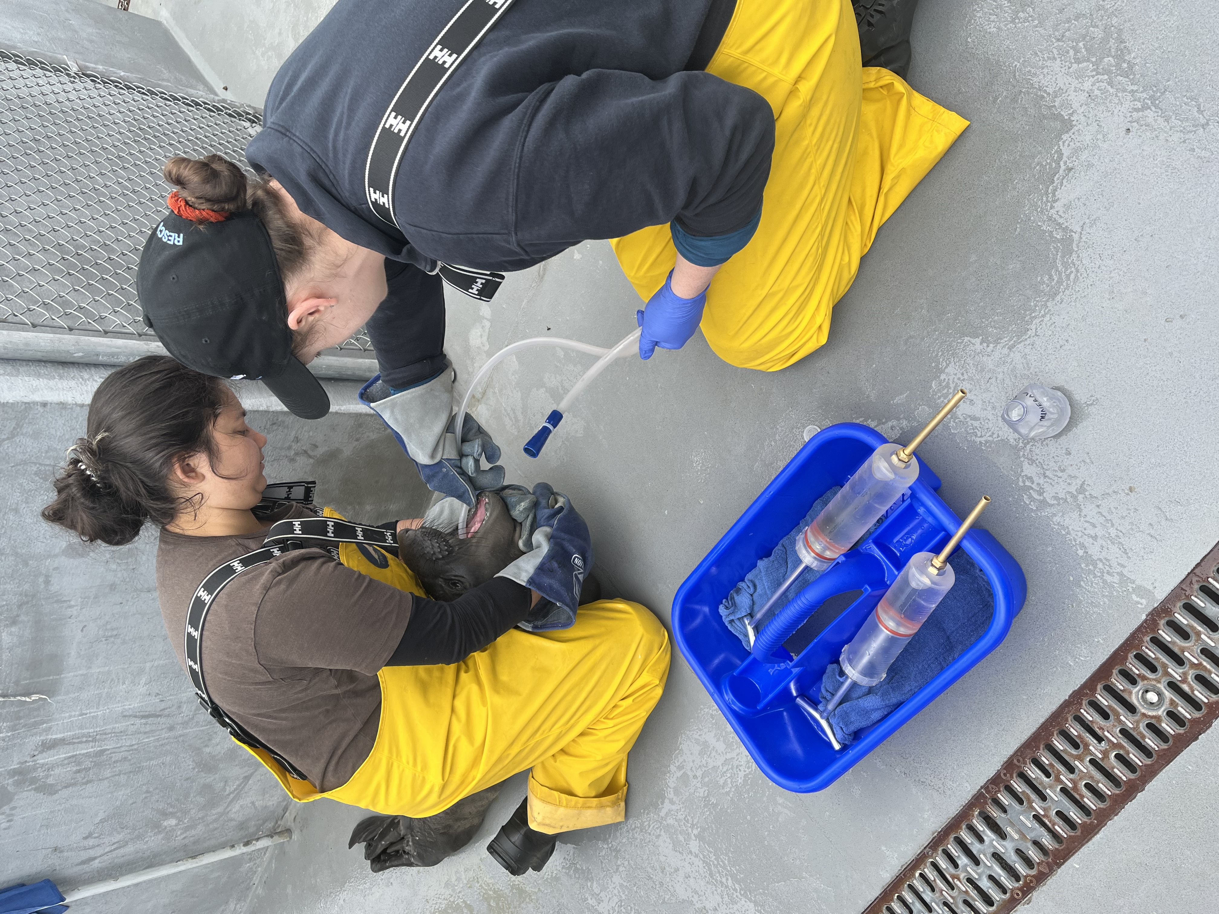 Two wildlife responders in yellow waterproof overalls kneel on a concrete surface while assisting a seal pup. One gently holds the seal’s head and mouth open while the other inserts a tube, likely for hydration or medical care. A blue tray with medical equipment sits nearby.