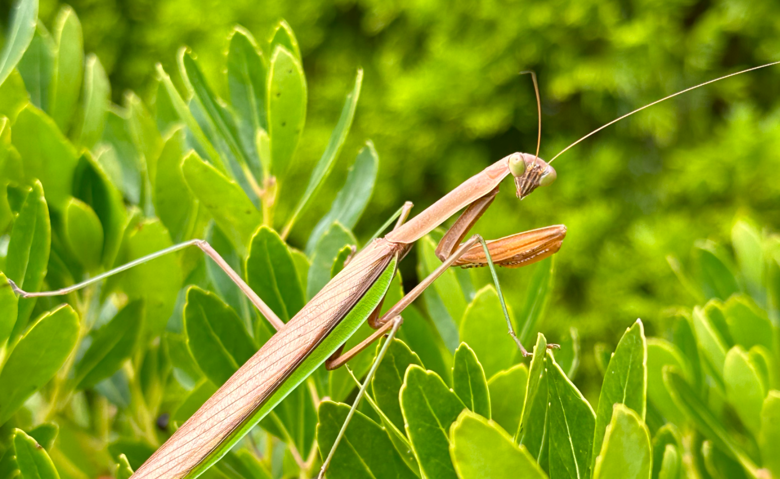 A close up of a praying mantis on shrubs.