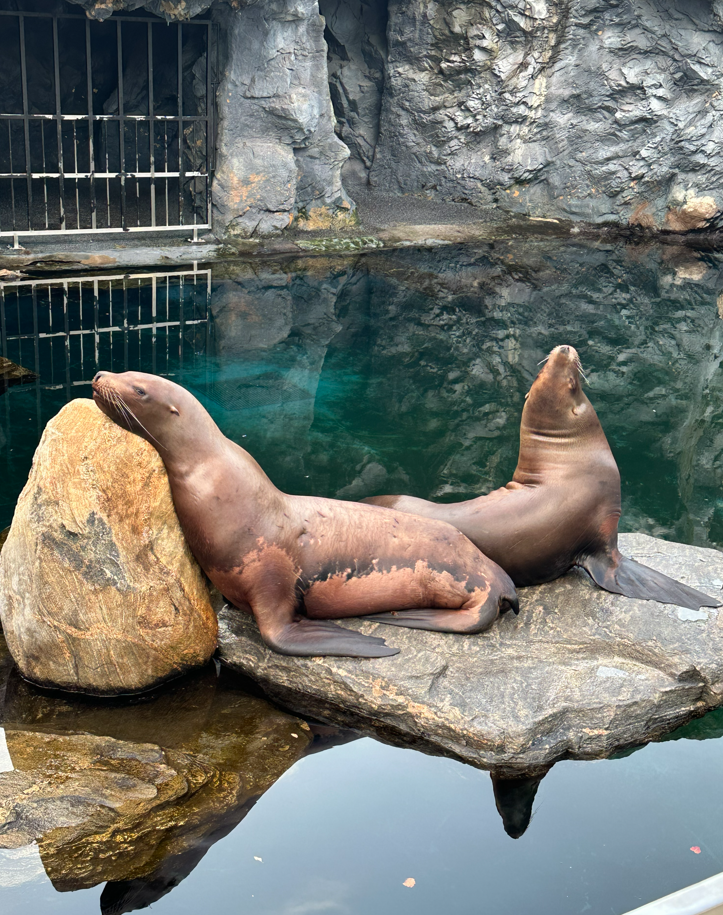 Two sea lions lay on a rock in a zoo like enclosure.
