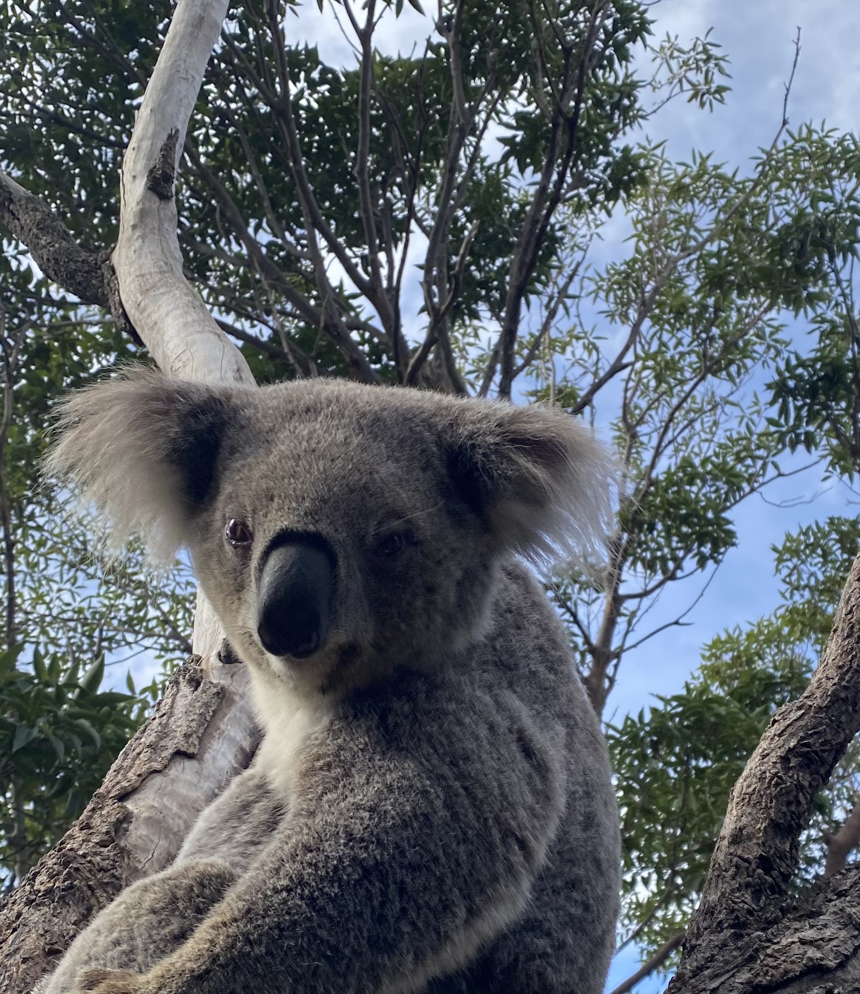 A koala bear sits in a tree.
