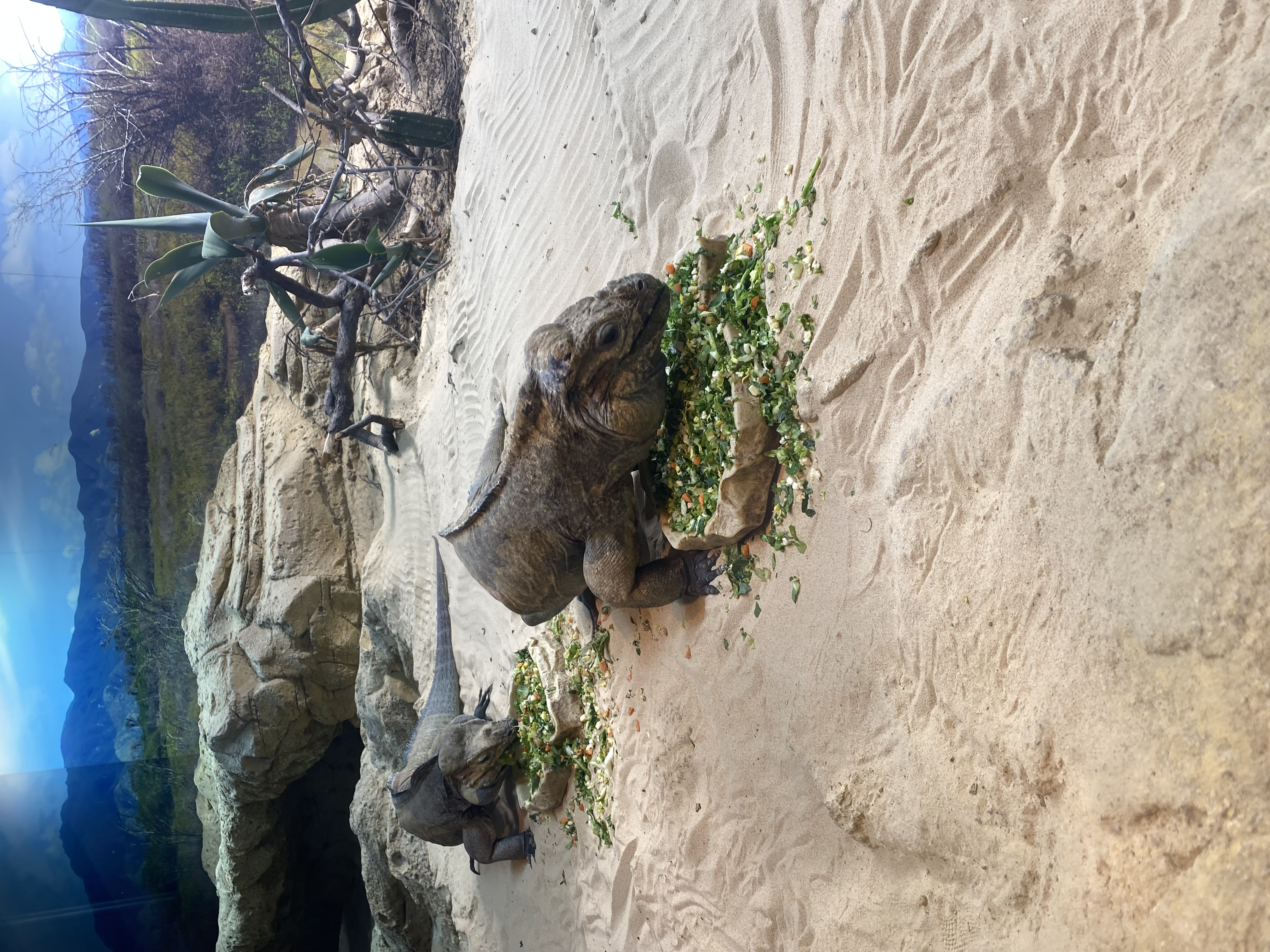 A rhino iguana eats leafy greens.