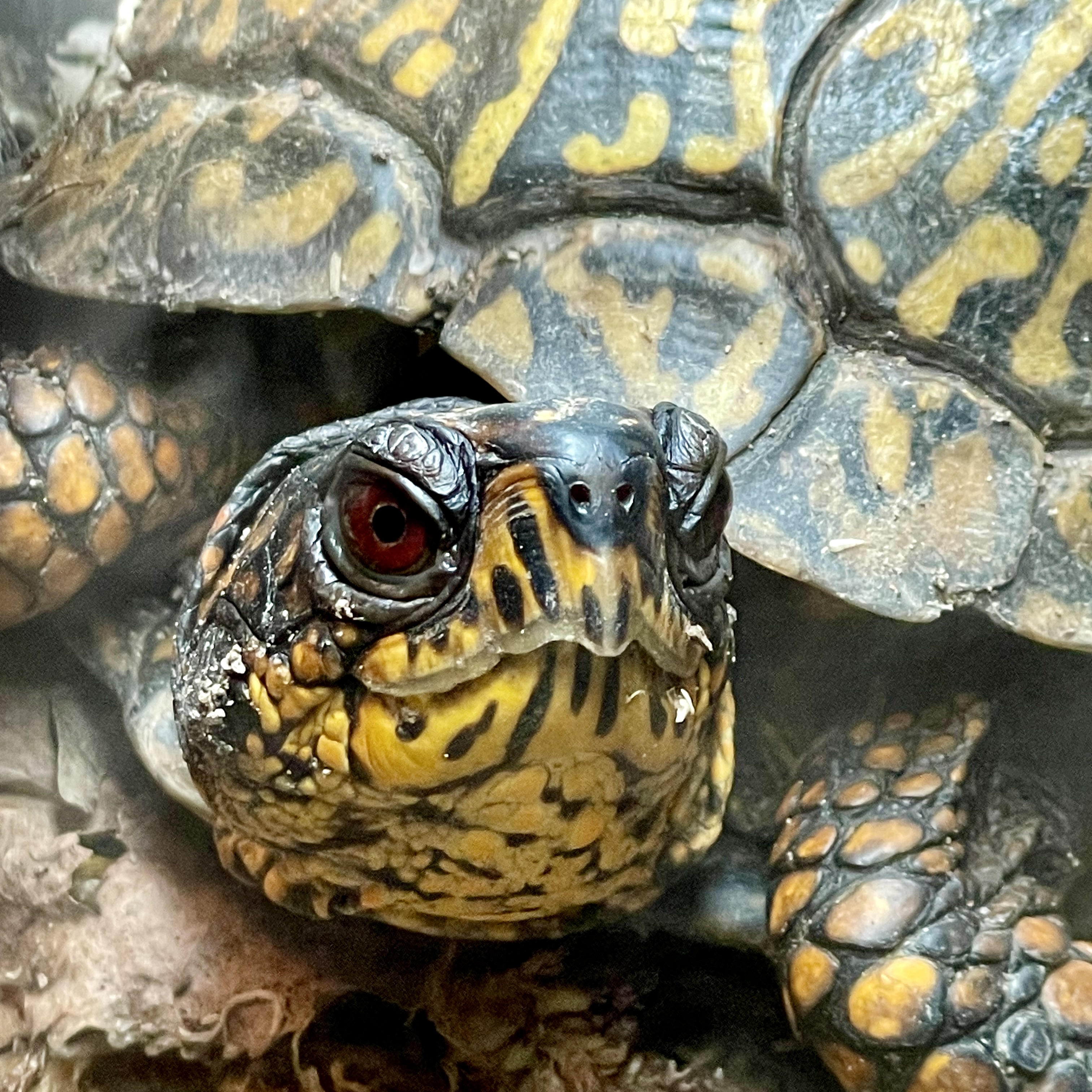 Up close of an eastern box turtle