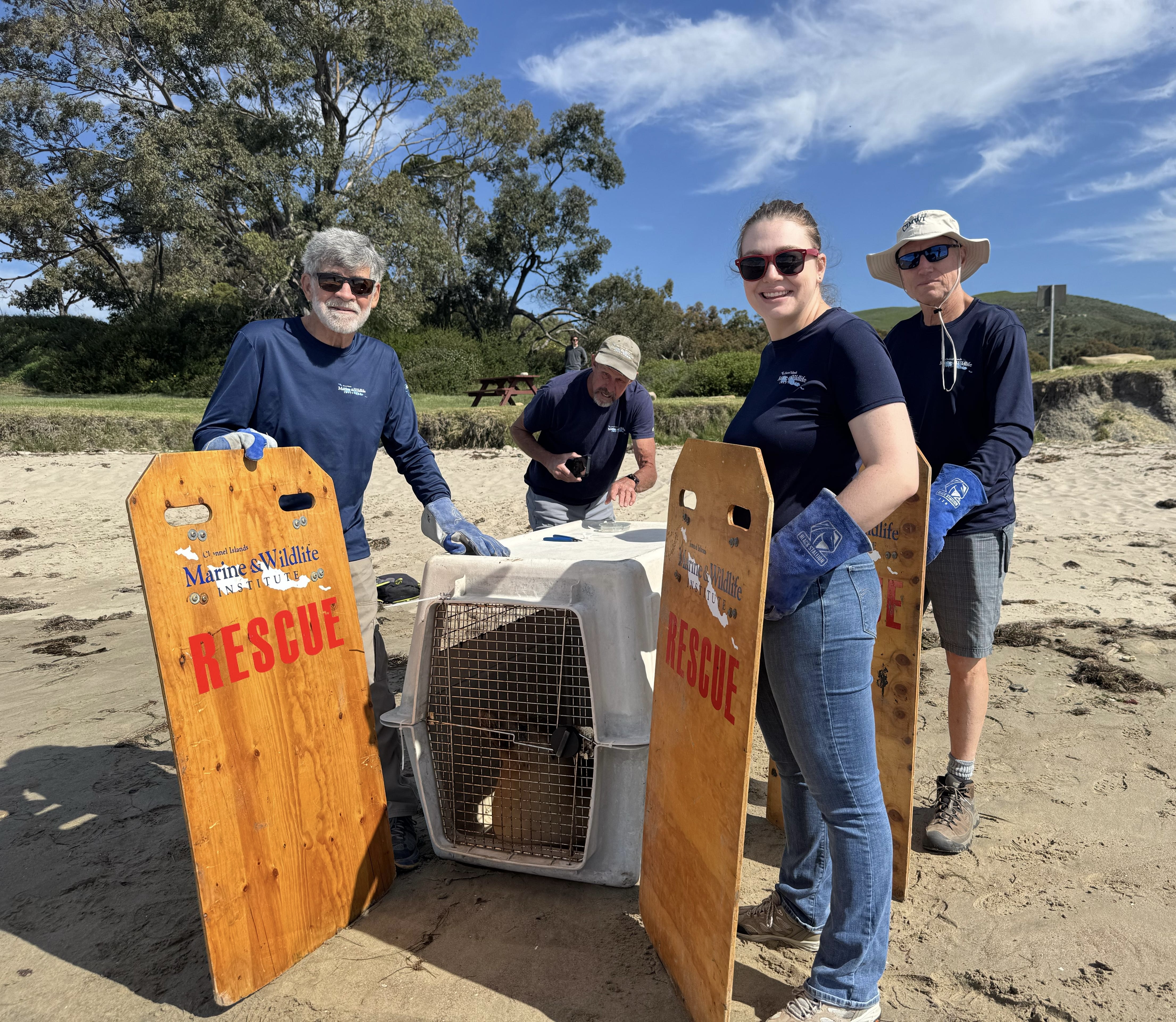 Four people wearing gloves stand on a sandy beach around a covered animal carrier, holding wooden boards labeled “Marine Wildlife Rescue” with grassy dunes and trees in the background on a sunny day.