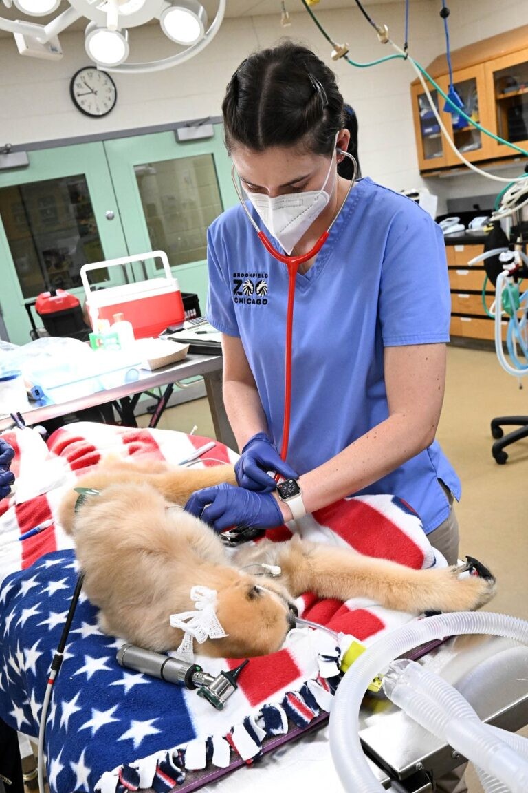 Sylvie is wearing a mask and blue scrubs while listening to a gibbon that is under anesthesia with a stethoscope.