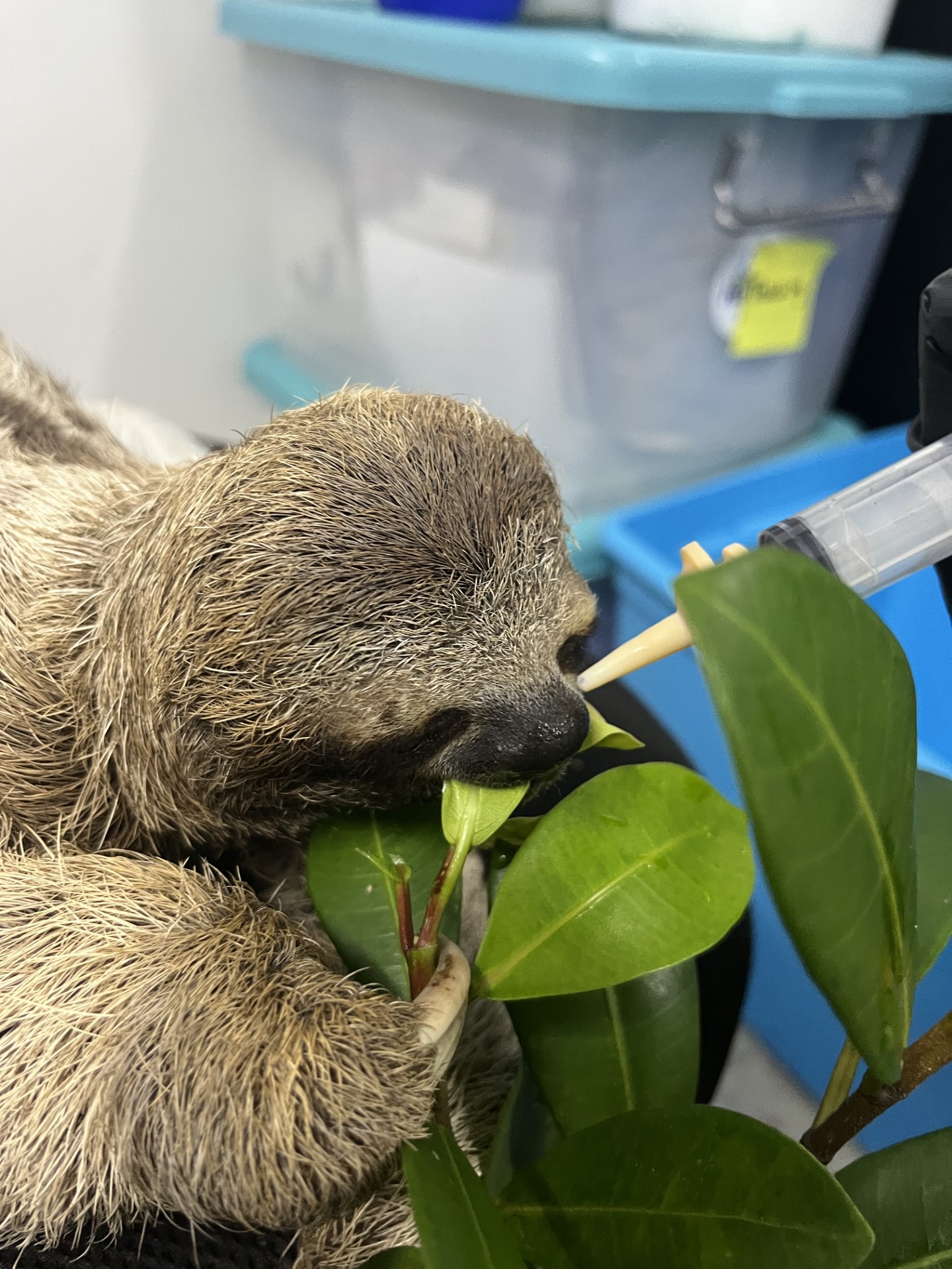 A sloth has it's mouth on a leaf, while being fed with a syringe.