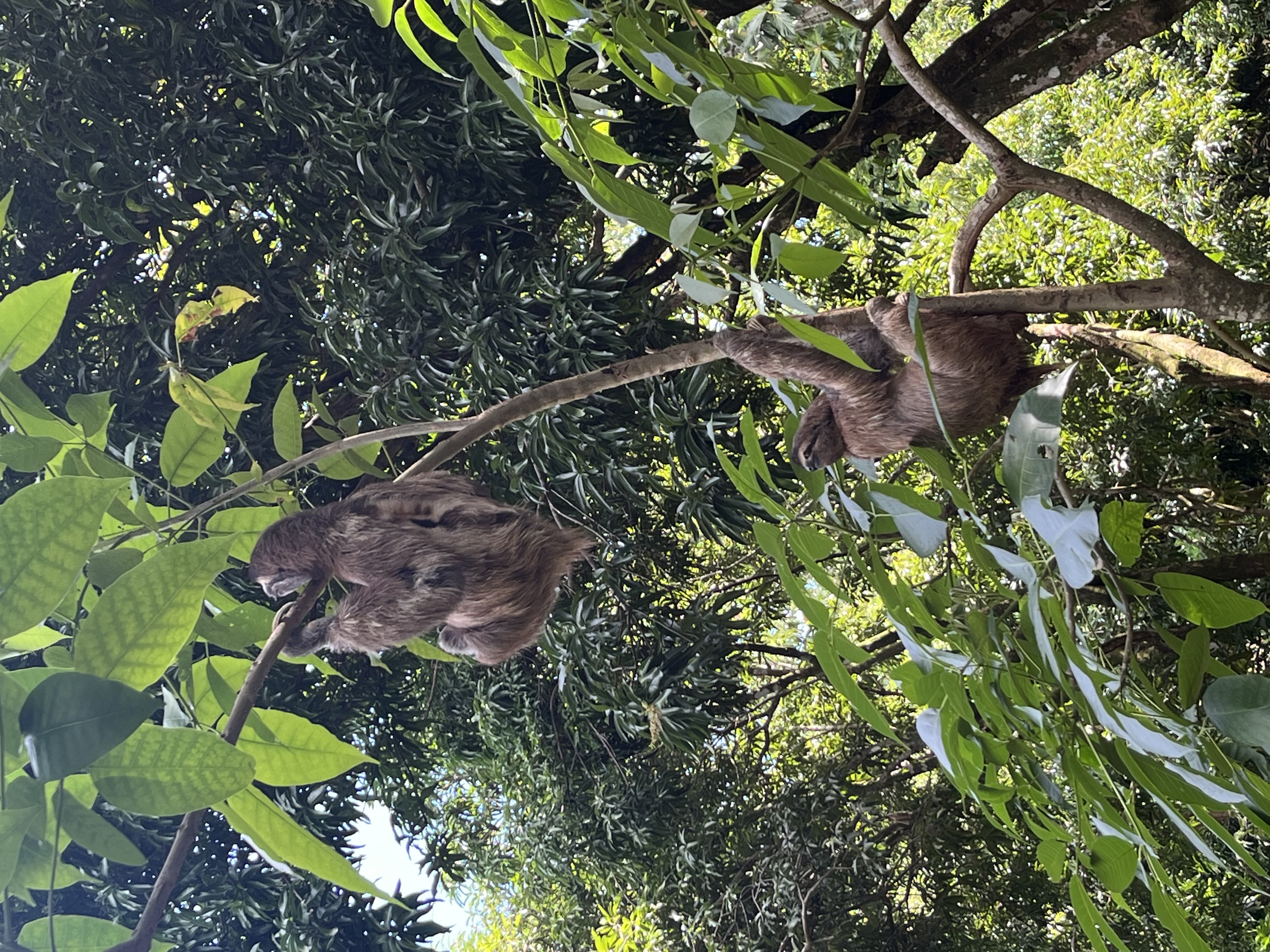 A sloth in a tree.