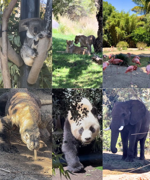 Collage of six zoo animals: a koala clinging to a tree, two lions resting in the shade, a group of pink flamingos standing together, a Komodo dragon walking on dirt, a giant panda among foliage, and an elephant standing in sunlight.