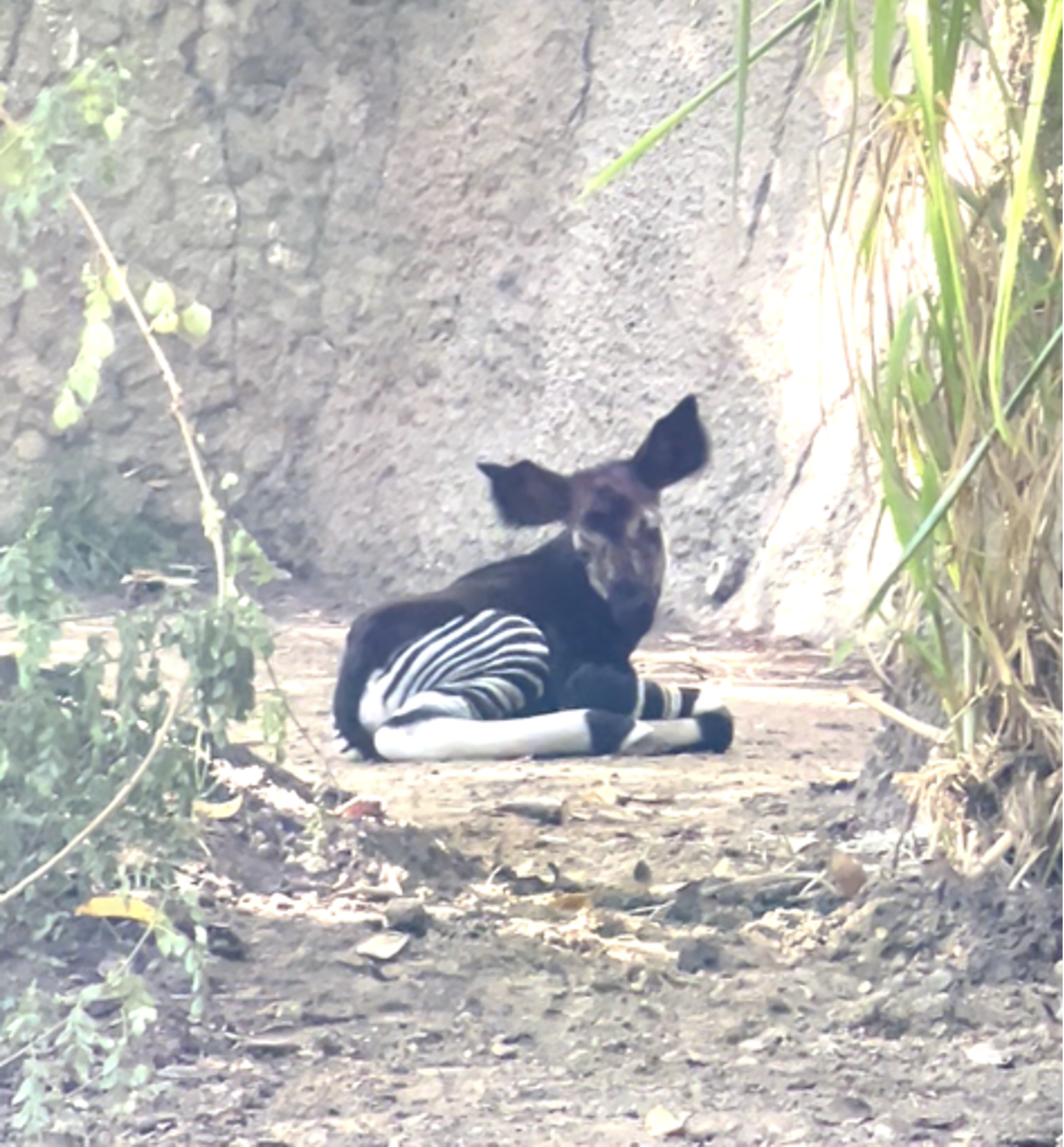 Okapi calf