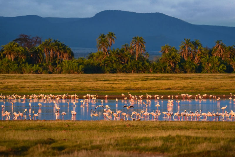 A large flock of flamingos standing and feeding in a shallow lake, with palm trees and distant mountains in the background under warm, golden light.