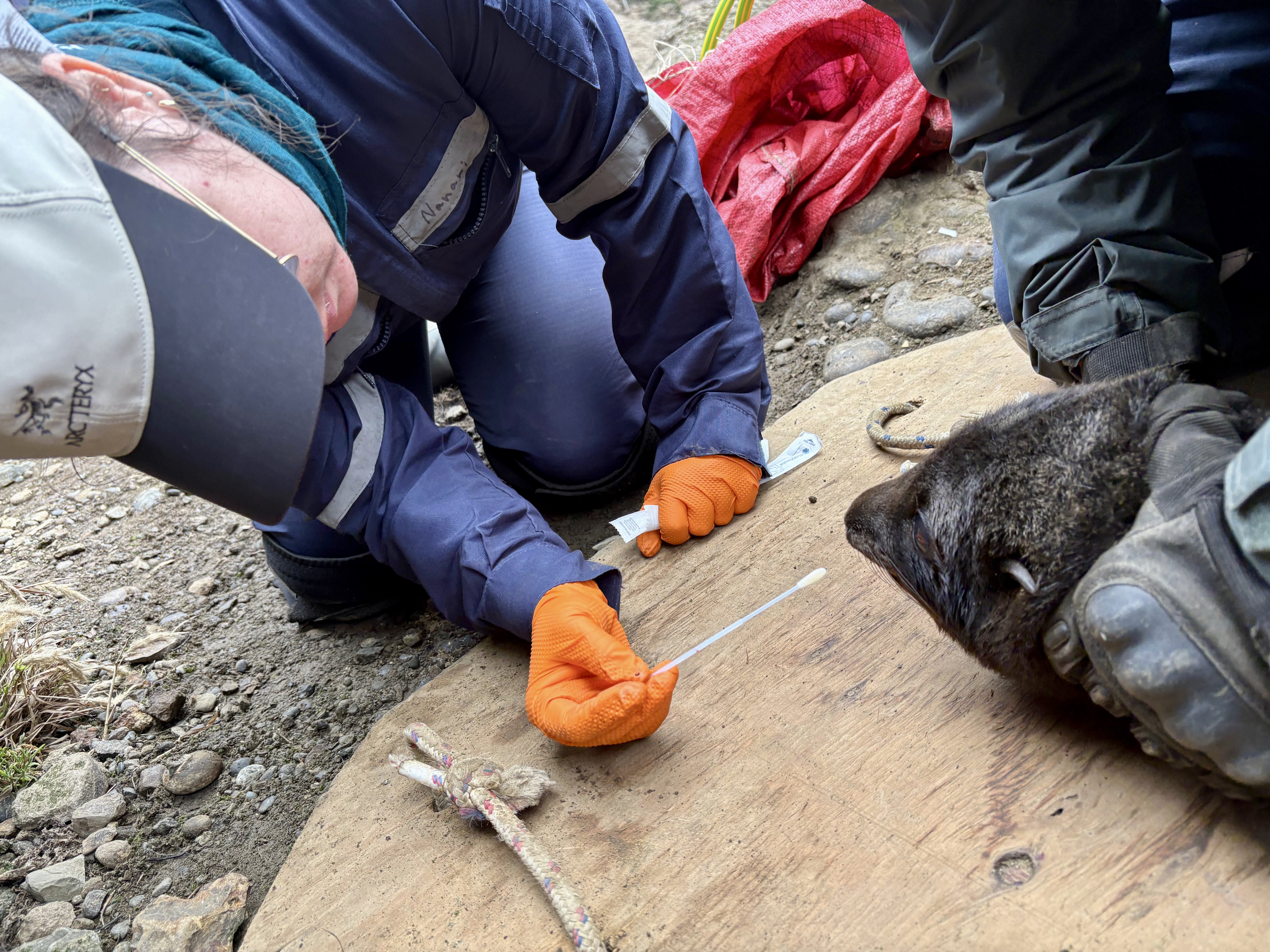 Shayna is swabbing the inside of a fur seal's nose with a cotton swab.