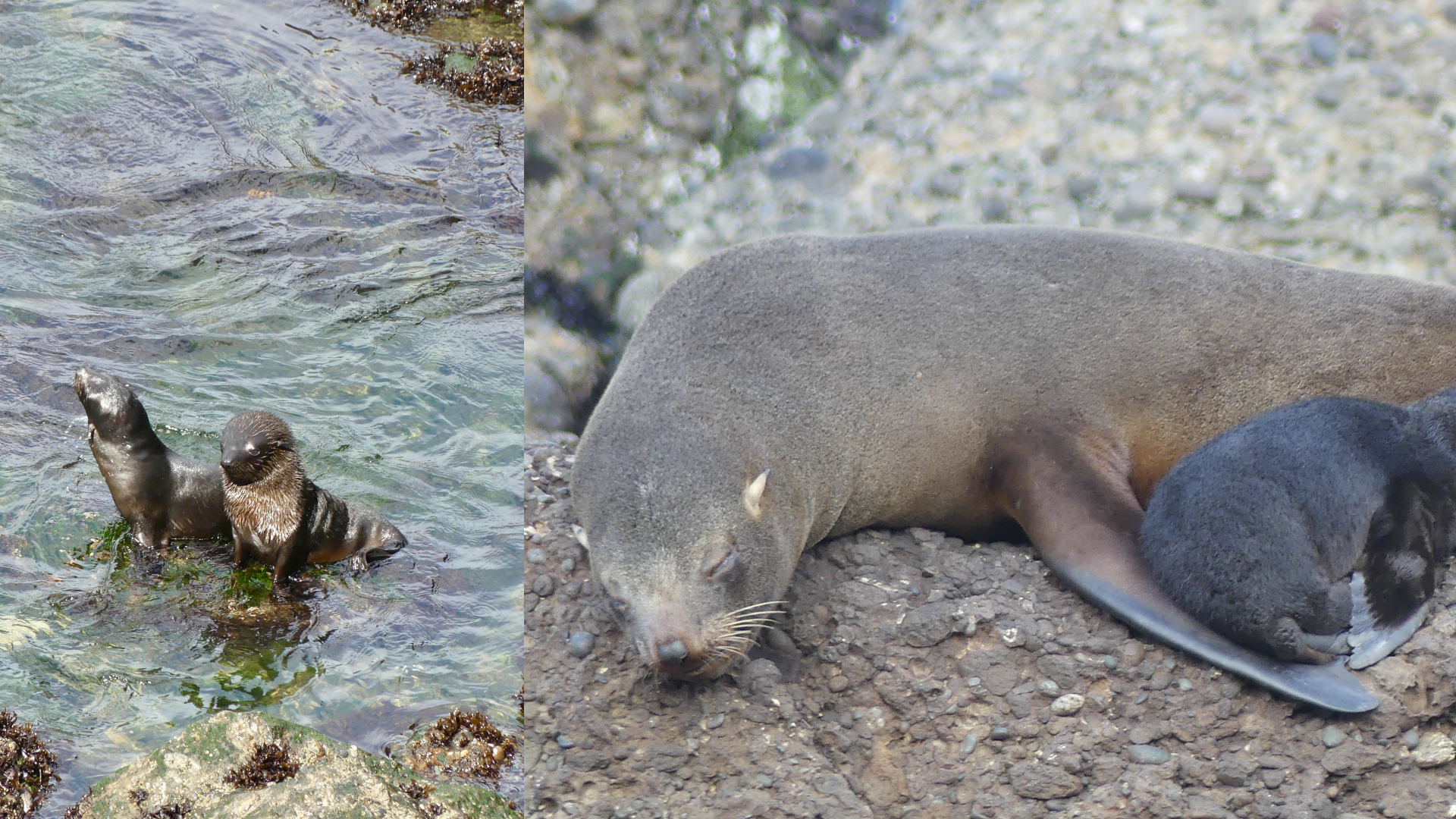 Two fur seals in shallow water (left), a mother fur seal asleep with her pup beside her (right).