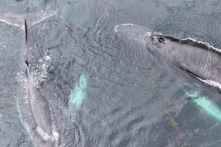 Aerial view of two humpback whales near the surface of the ocean.