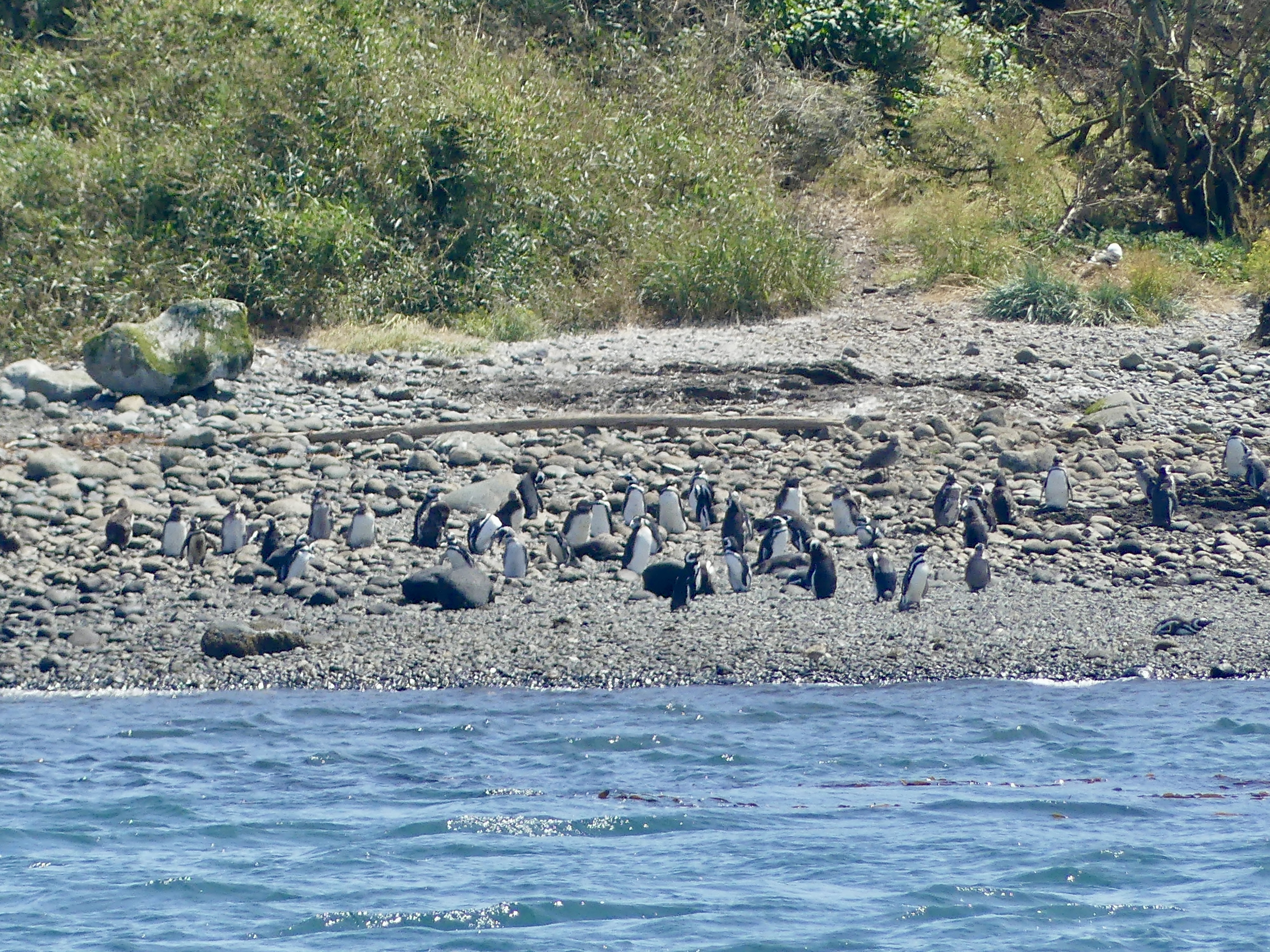 Penguin colony on a rocky shoreline.