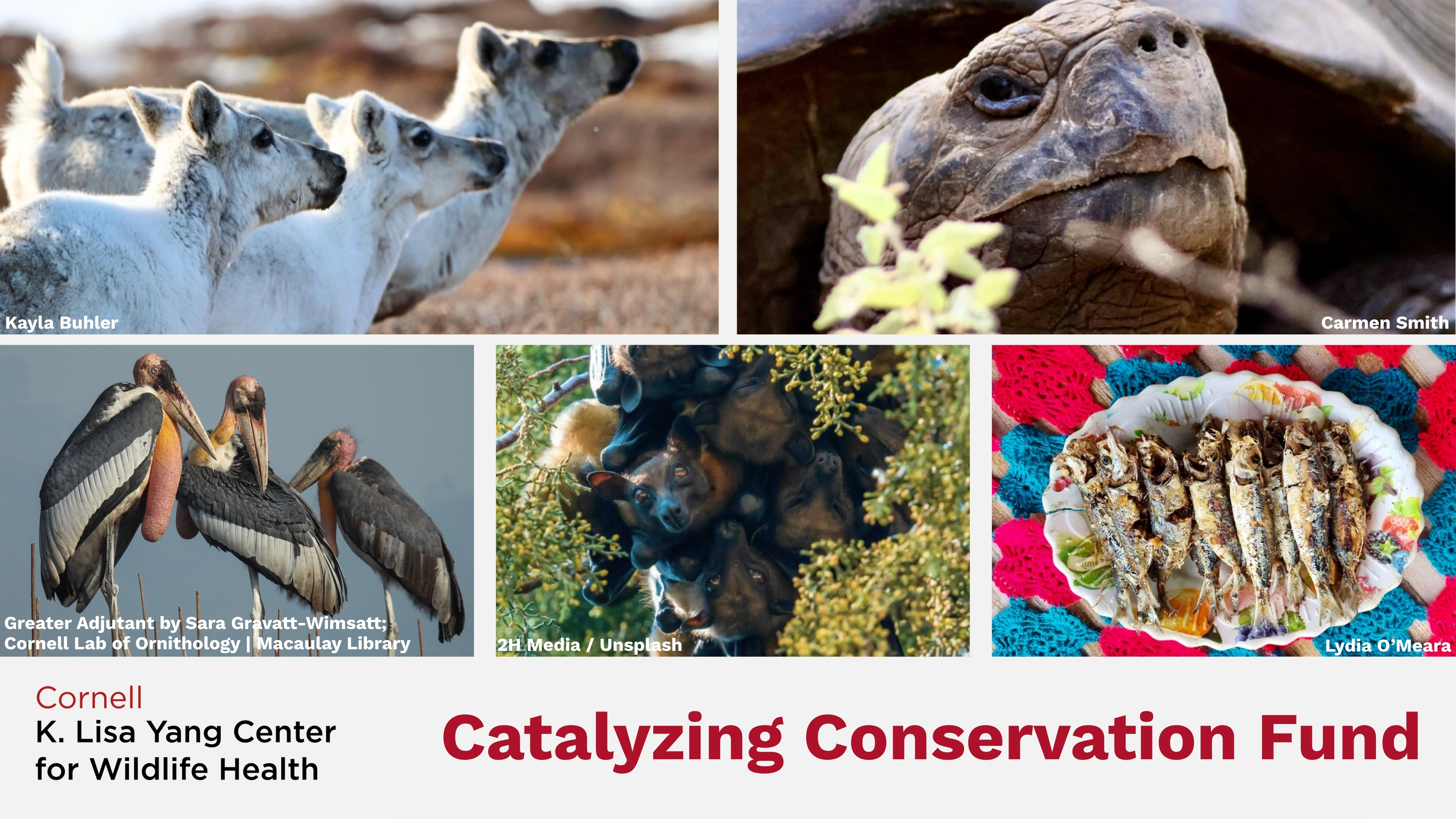 Catalyzing Conservation Fund