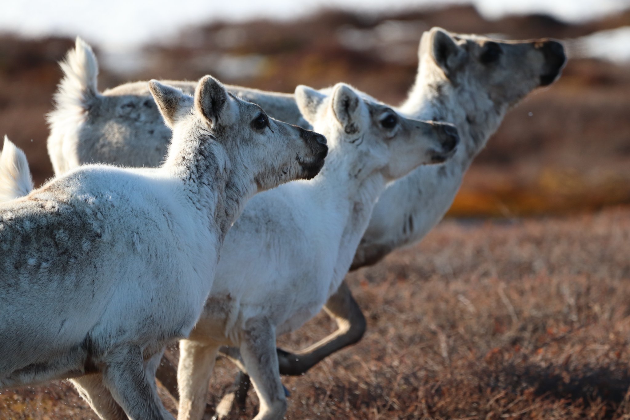 Three caribou running together.