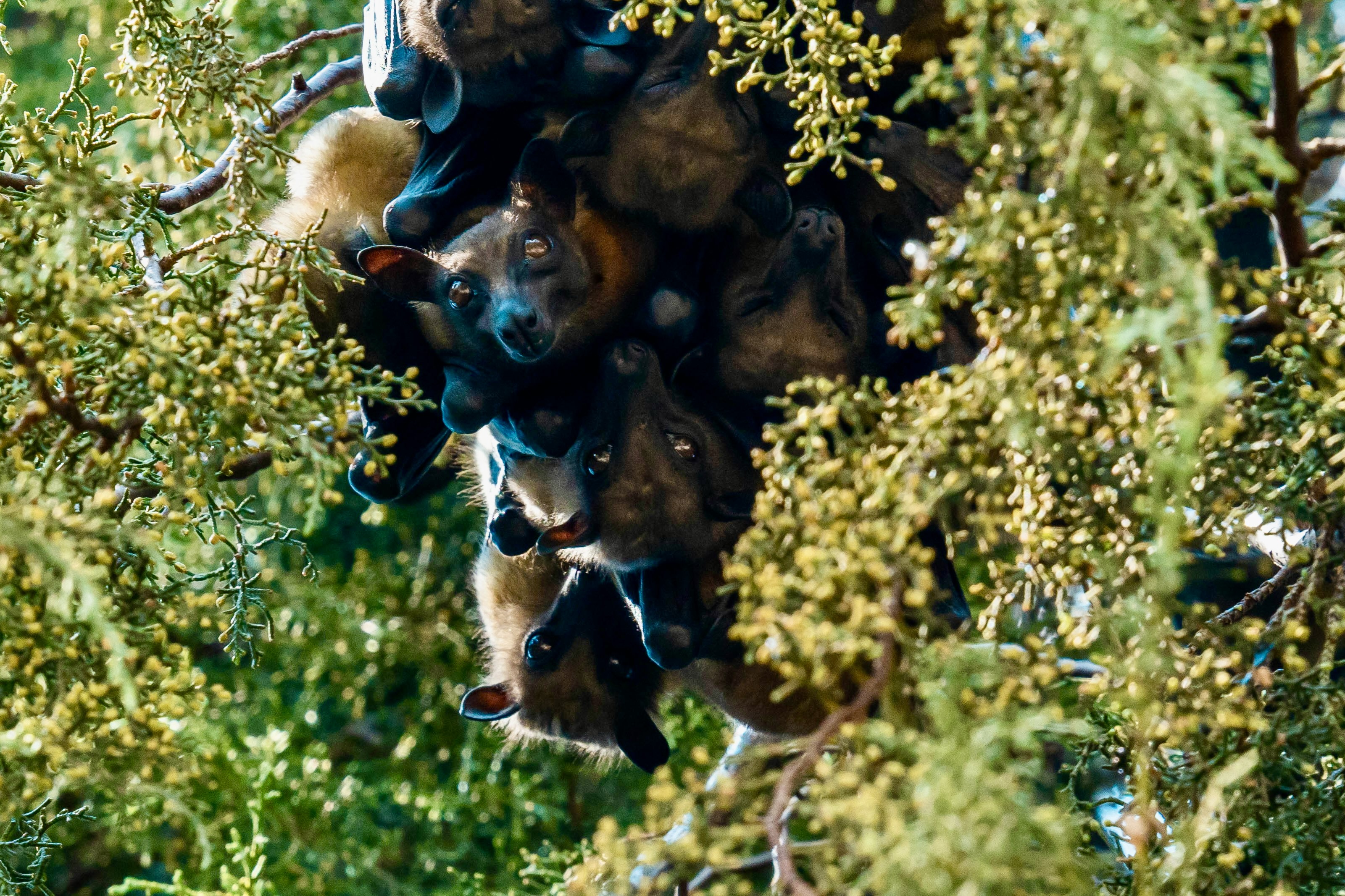 A set of fruit bats peering out from a lush green tree.