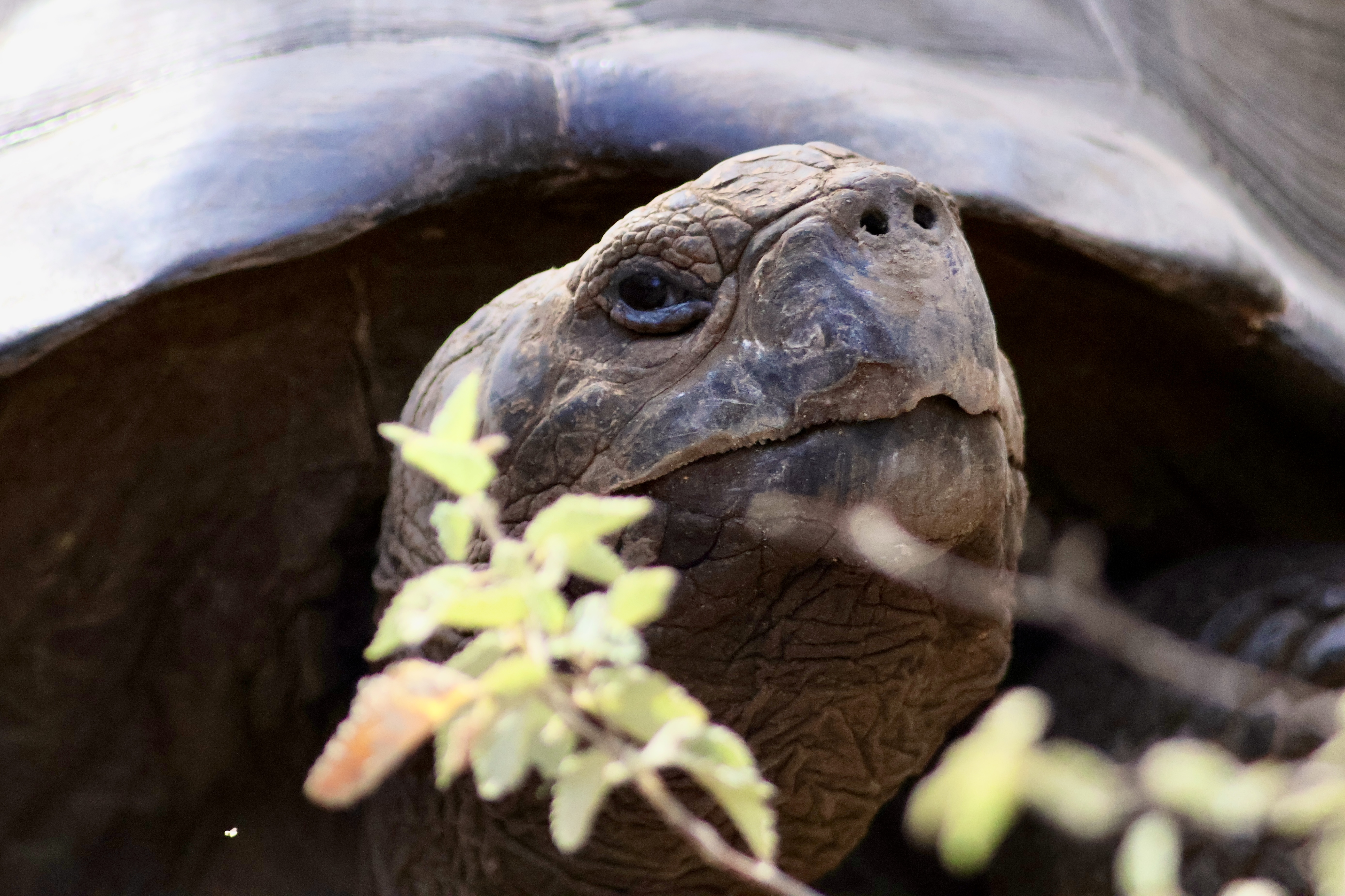 A Galápagos giant tortoise.