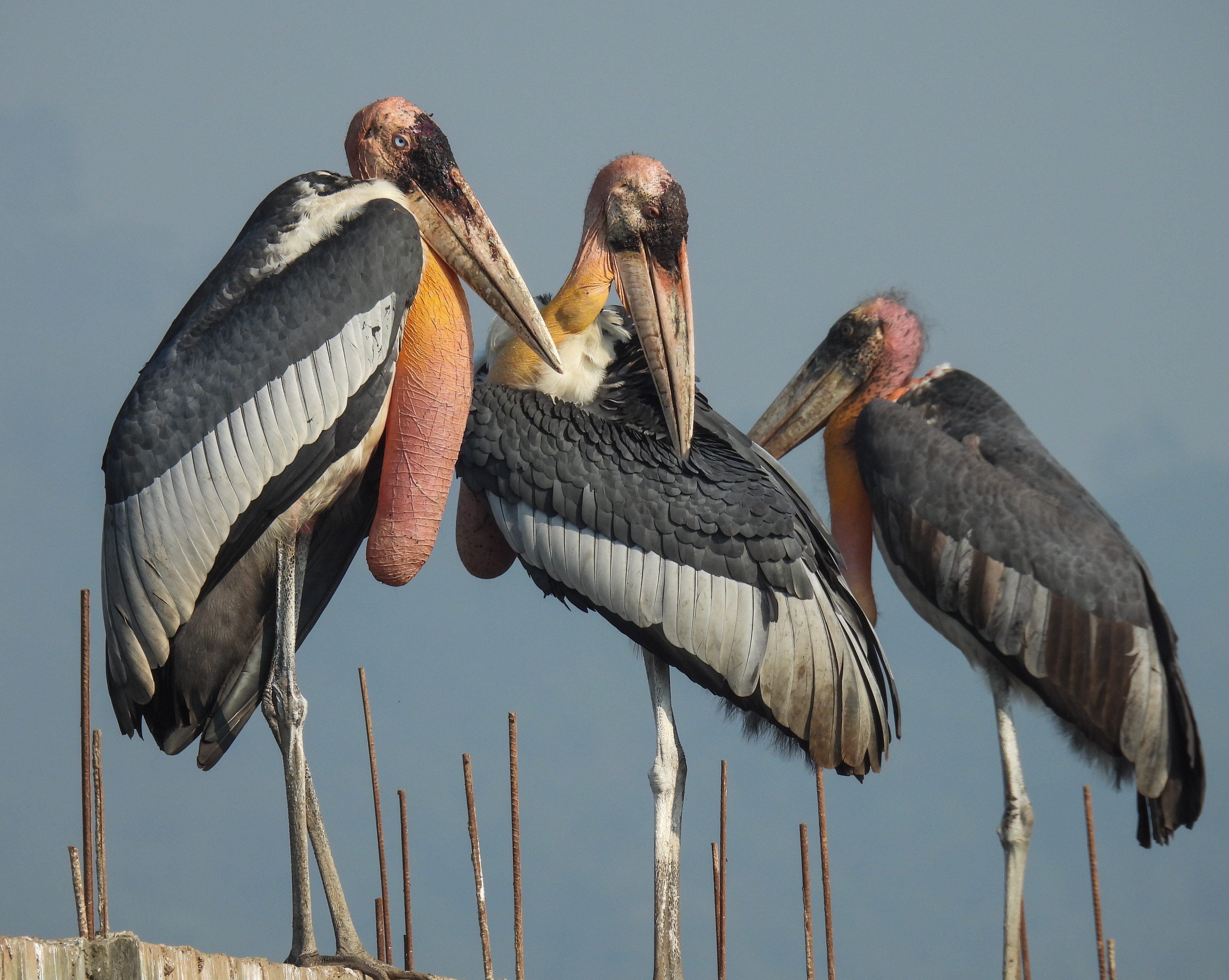 Three greater adjutant storks stand huddled together 