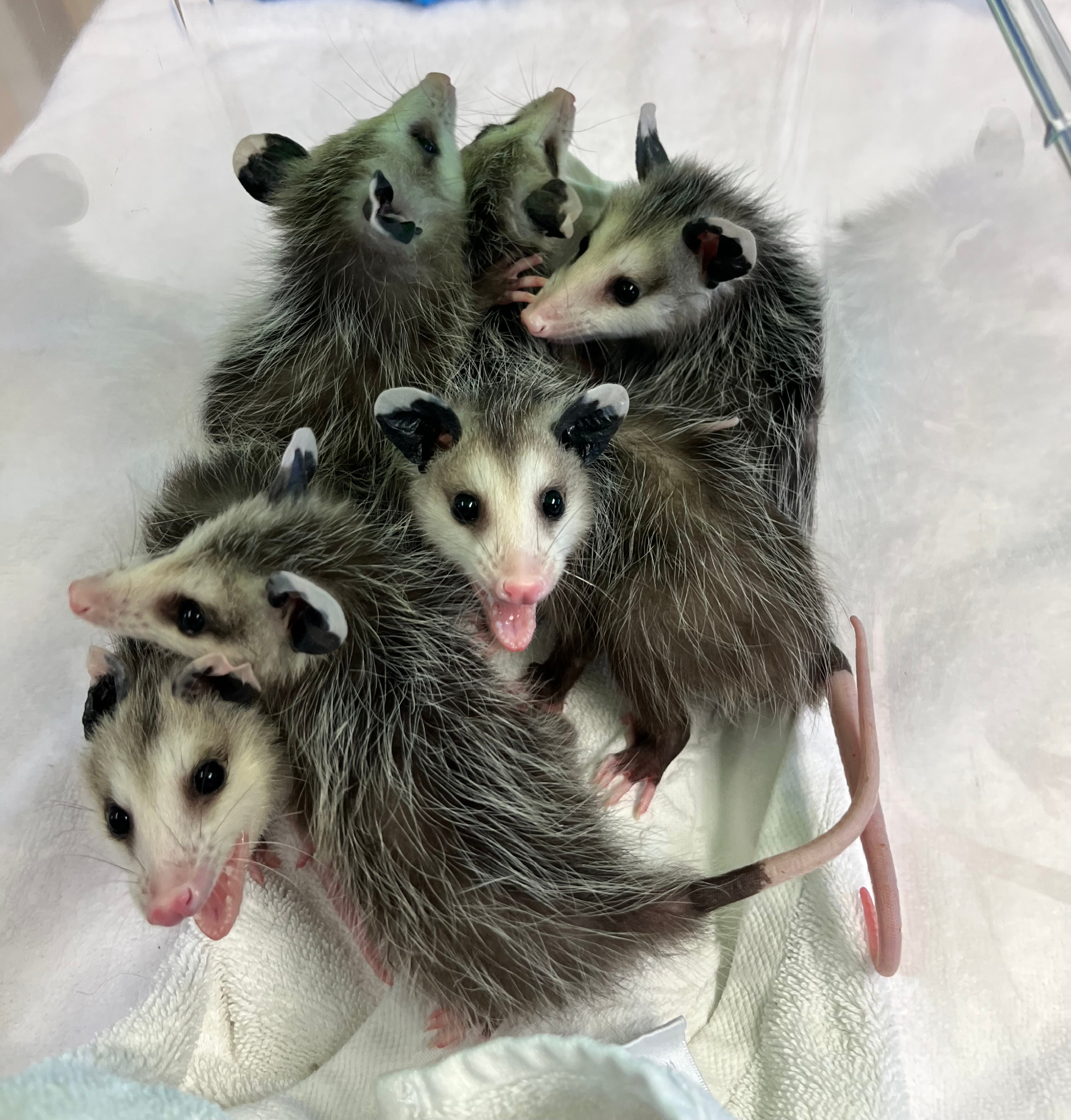 Group of juvenile oppossums.