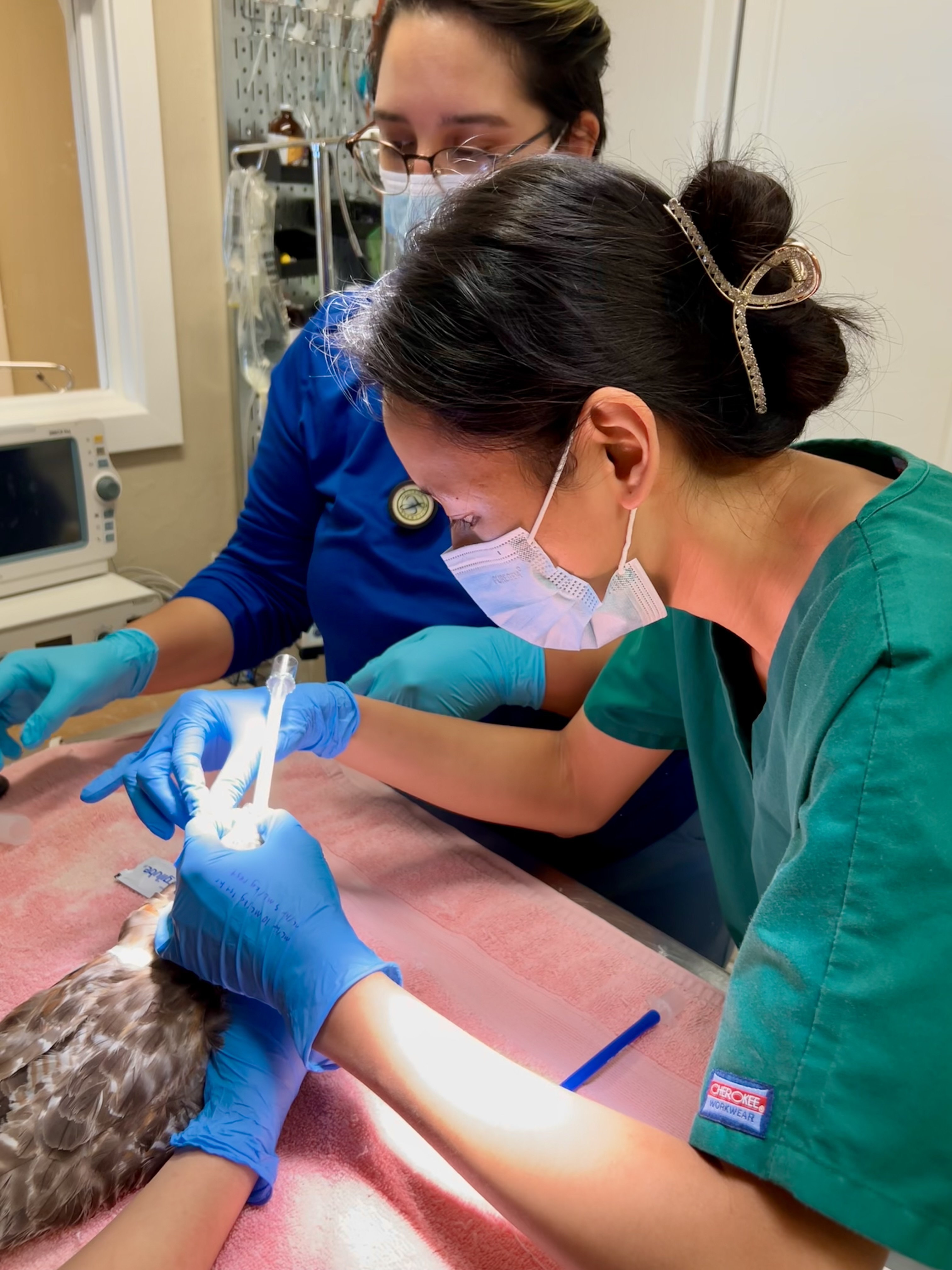 Amy is wearing a mask and performing a procedure on a red shouldered hawk.