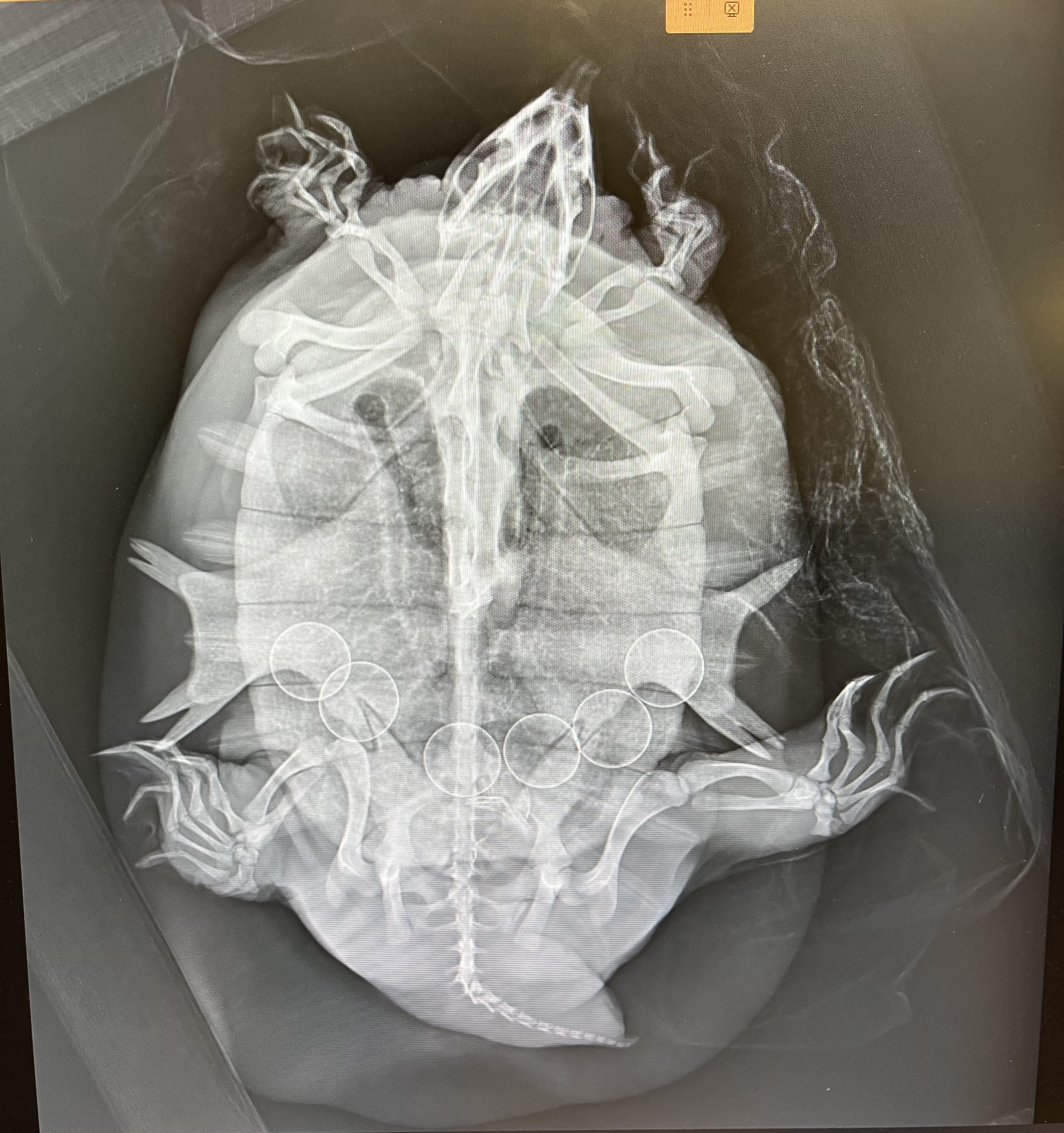 Turtle x-ray.