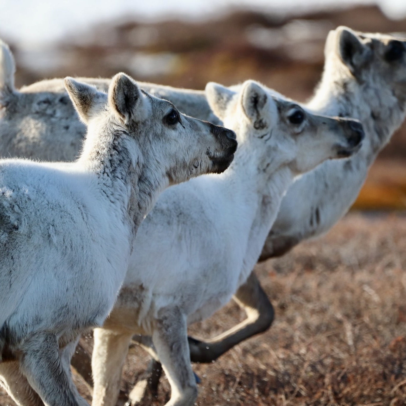three caribou moving past