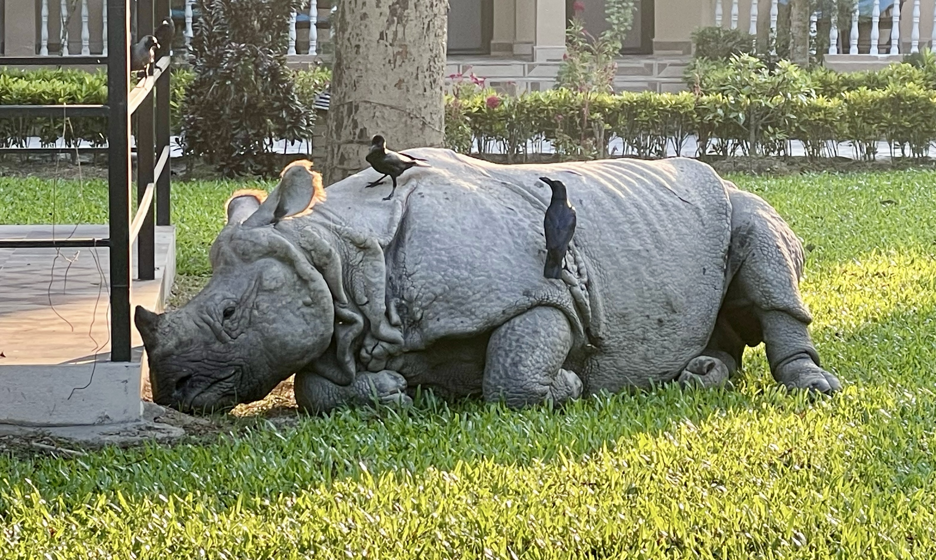 a rhino laying in a park lawn with birds on its back
