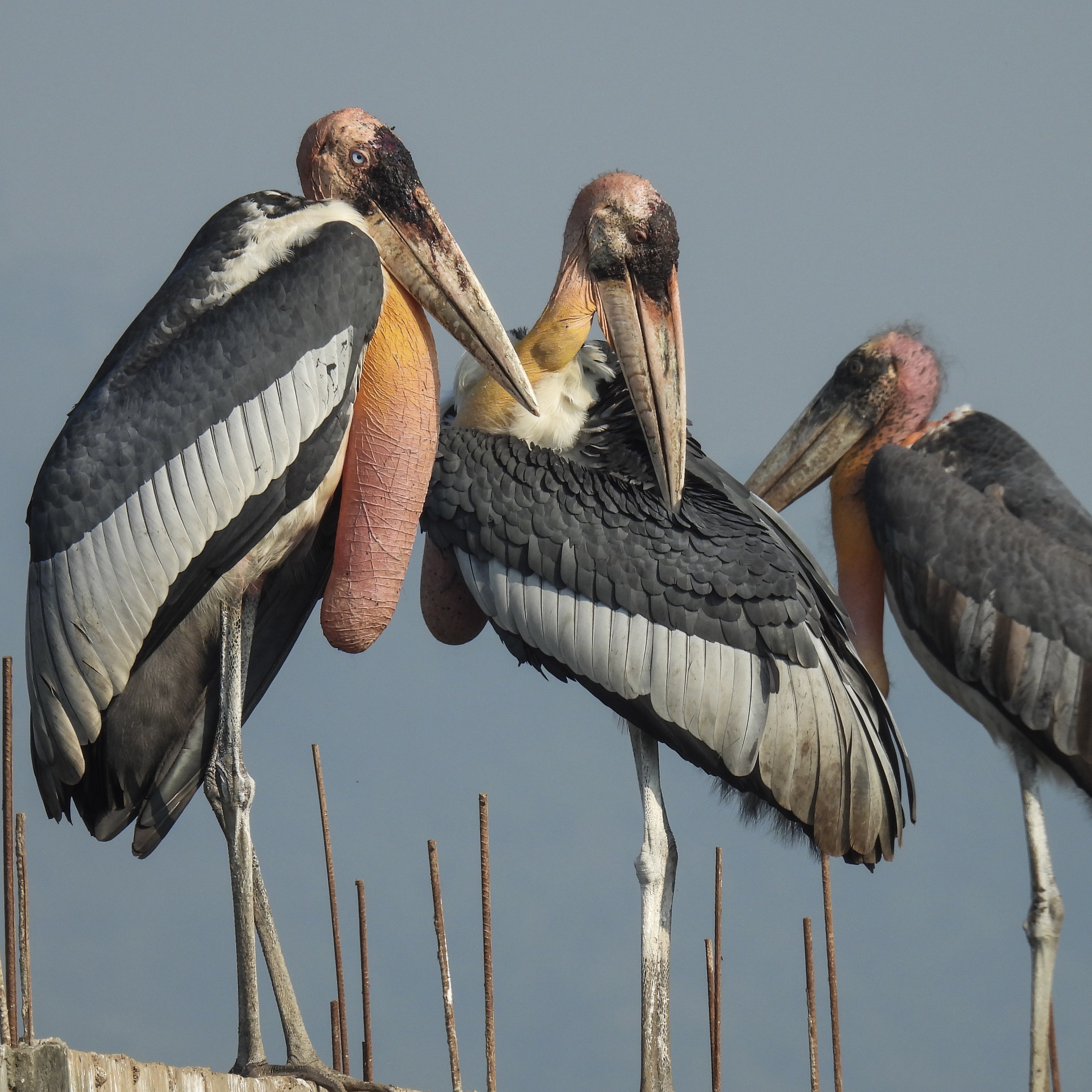 three greater adjutant storks stand huddled together 