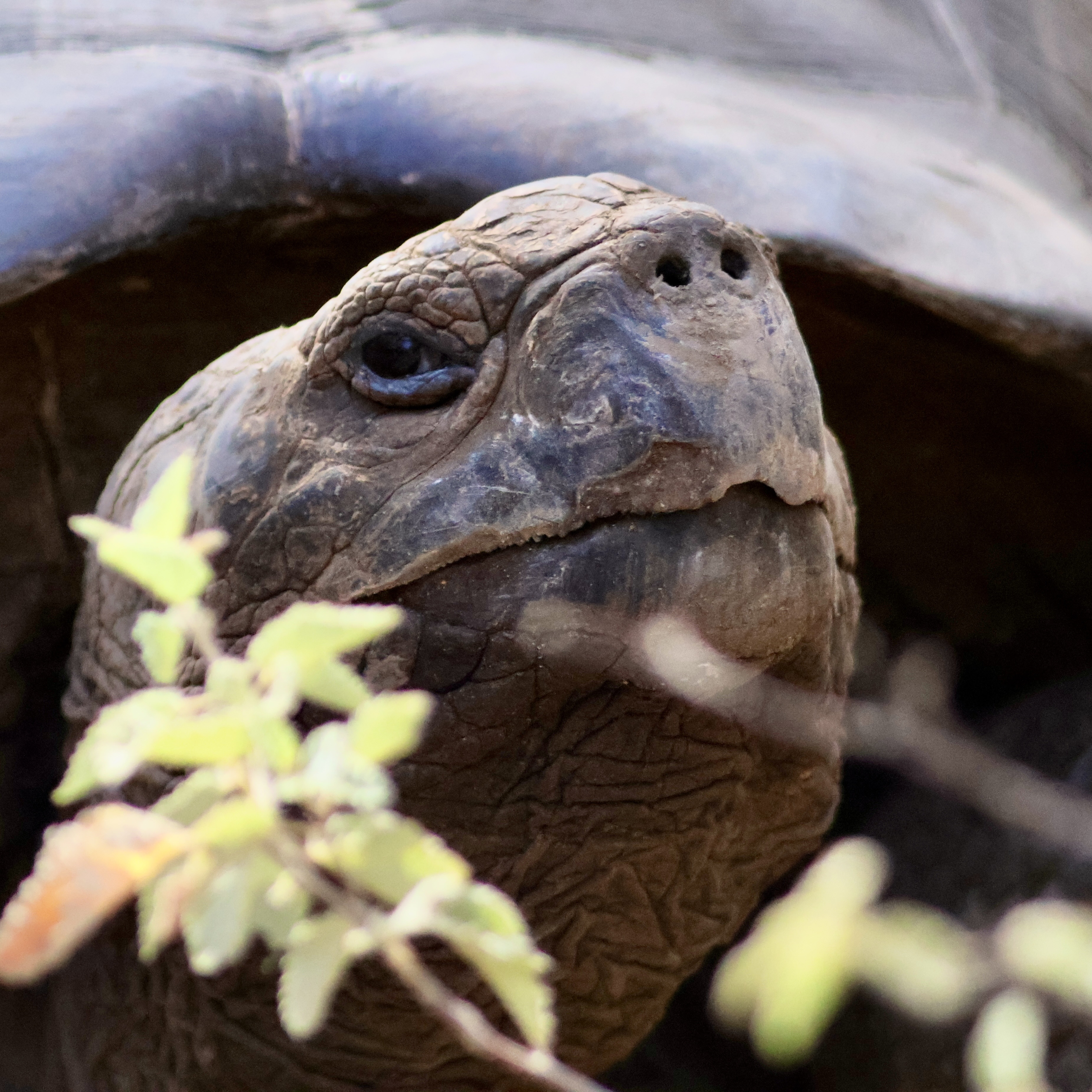 a closeup of a tortoise looking towards camera