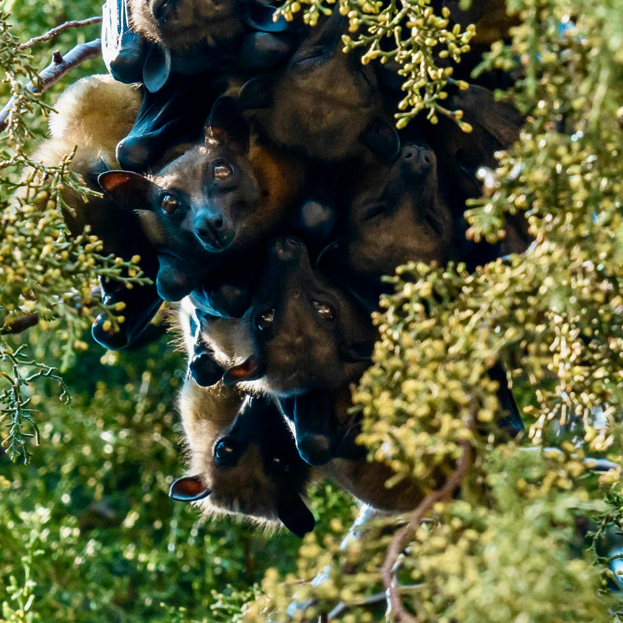 a group of bats hanging in foliage